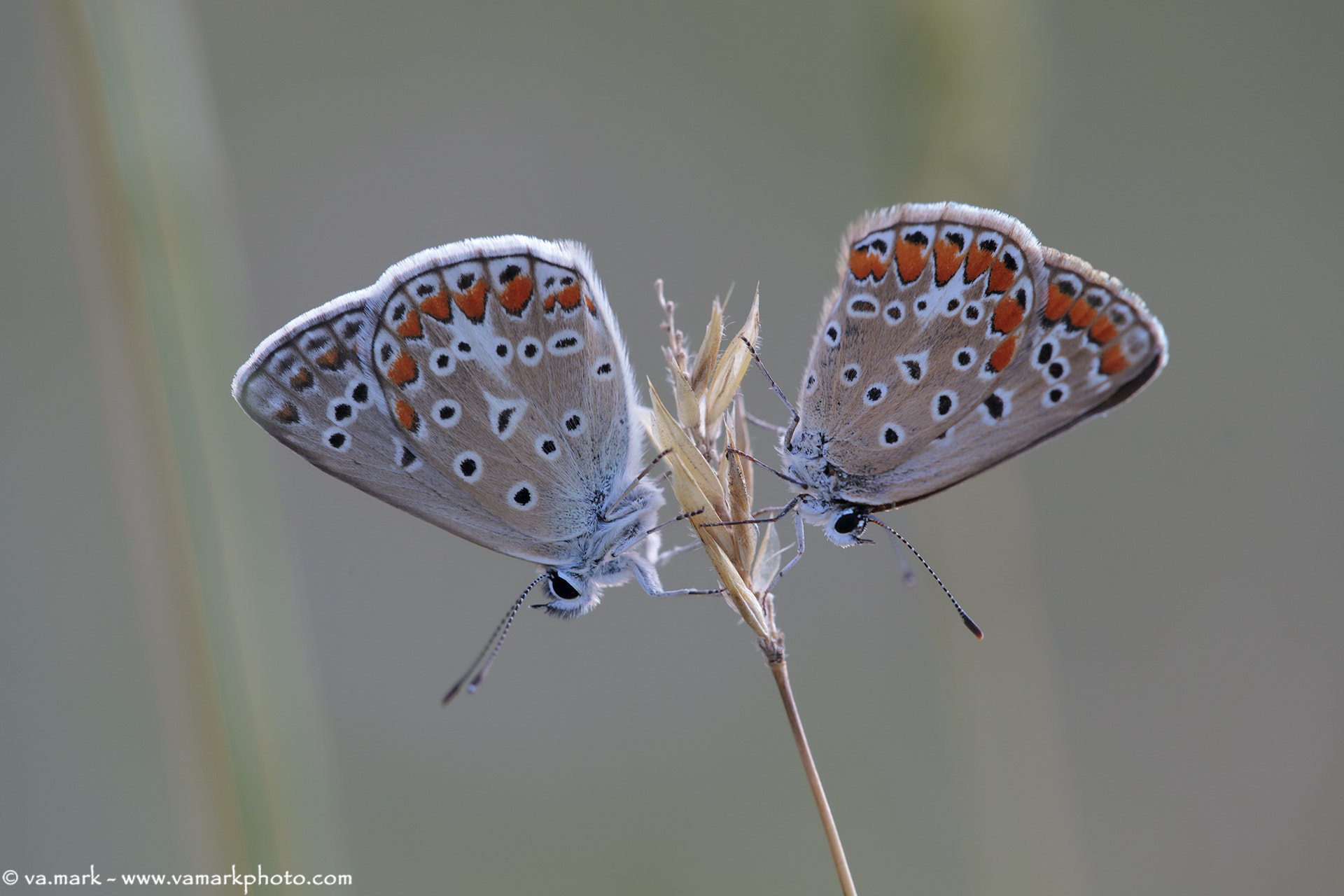 Canon EF 180mm F3.5L Macro USM sample photo. Polyommatus icarus photography