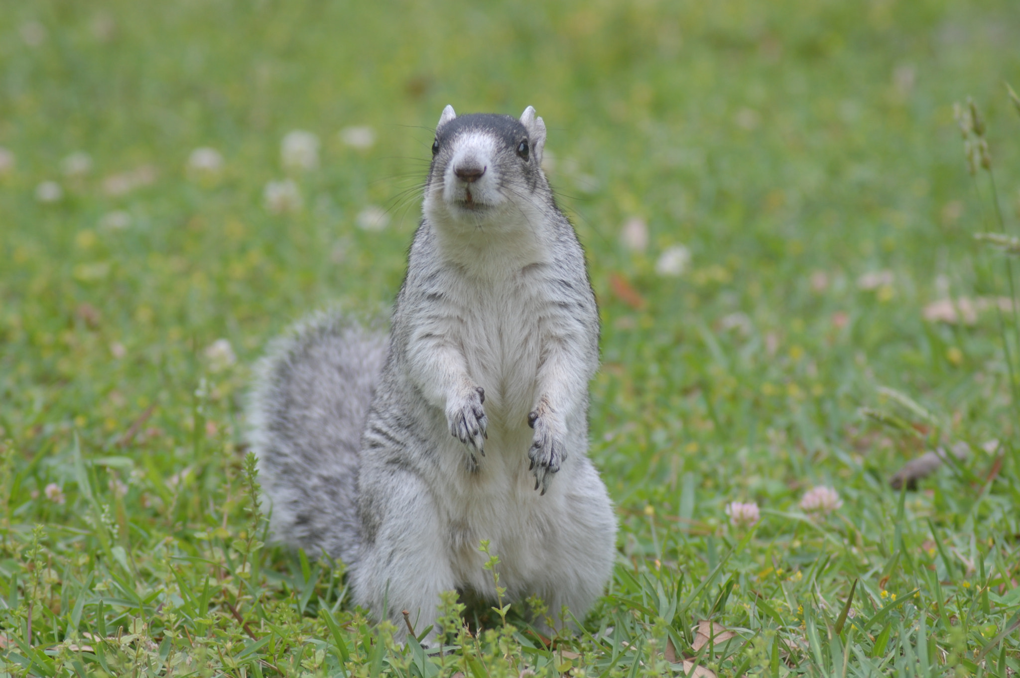 Nikon AF Nikkor 70-300mm F4-5.6G sample photo. Squirrel photography