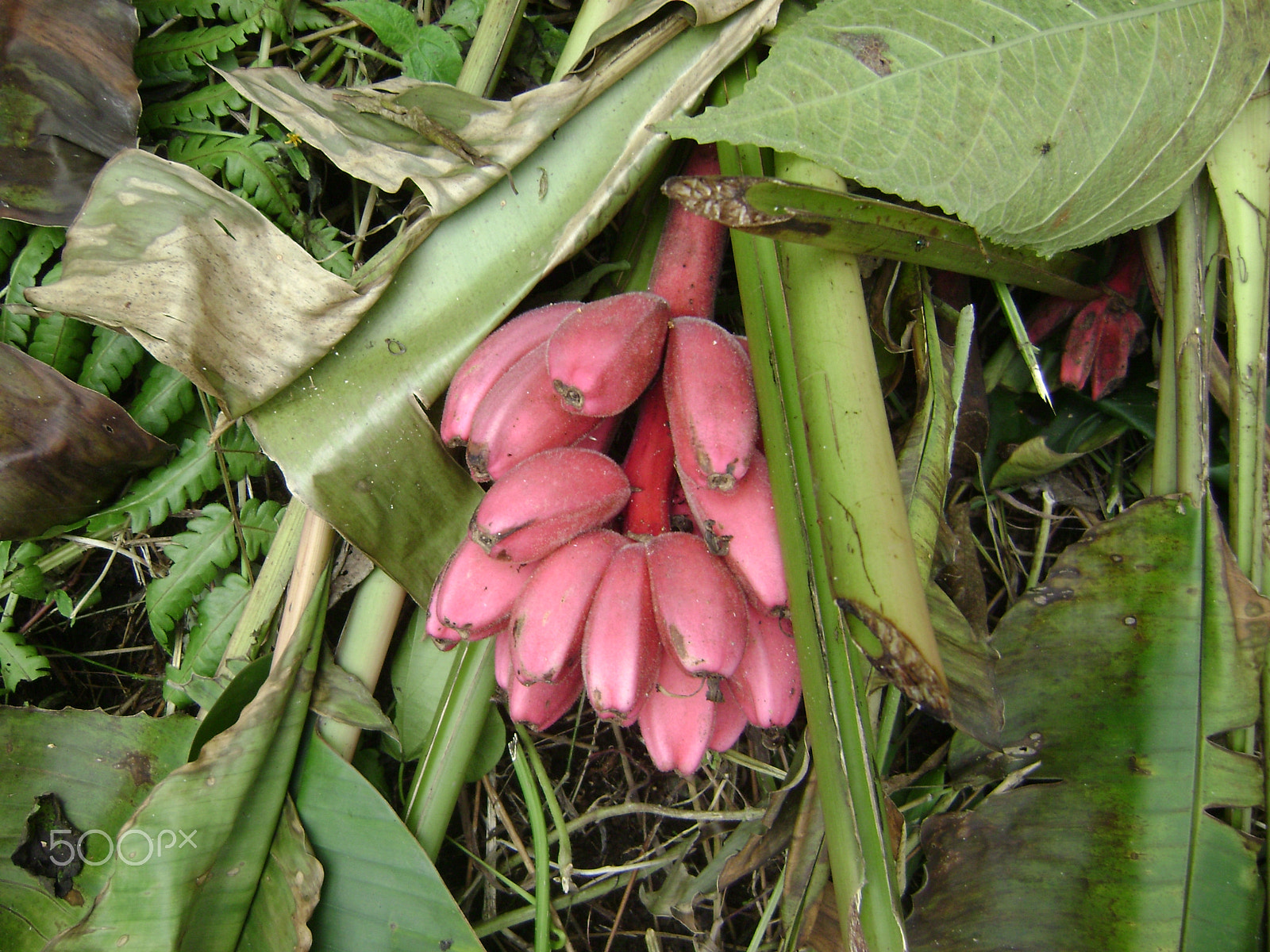 Sony DSC-S700 sample photo. Pink plantains photography