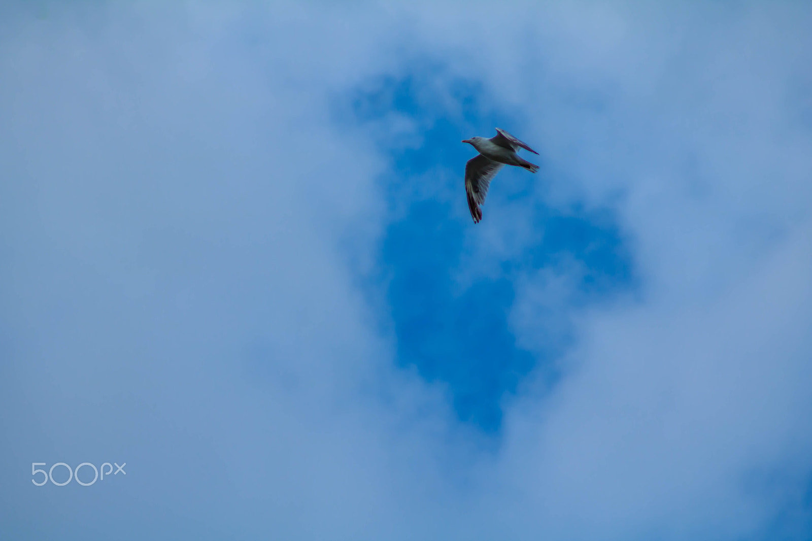 Canon EOS 750D (EOS Rebel T6i / EOS Kiss X8i) + EF75-300mm f/4-5.6 sample photo. Flying high 2 photography