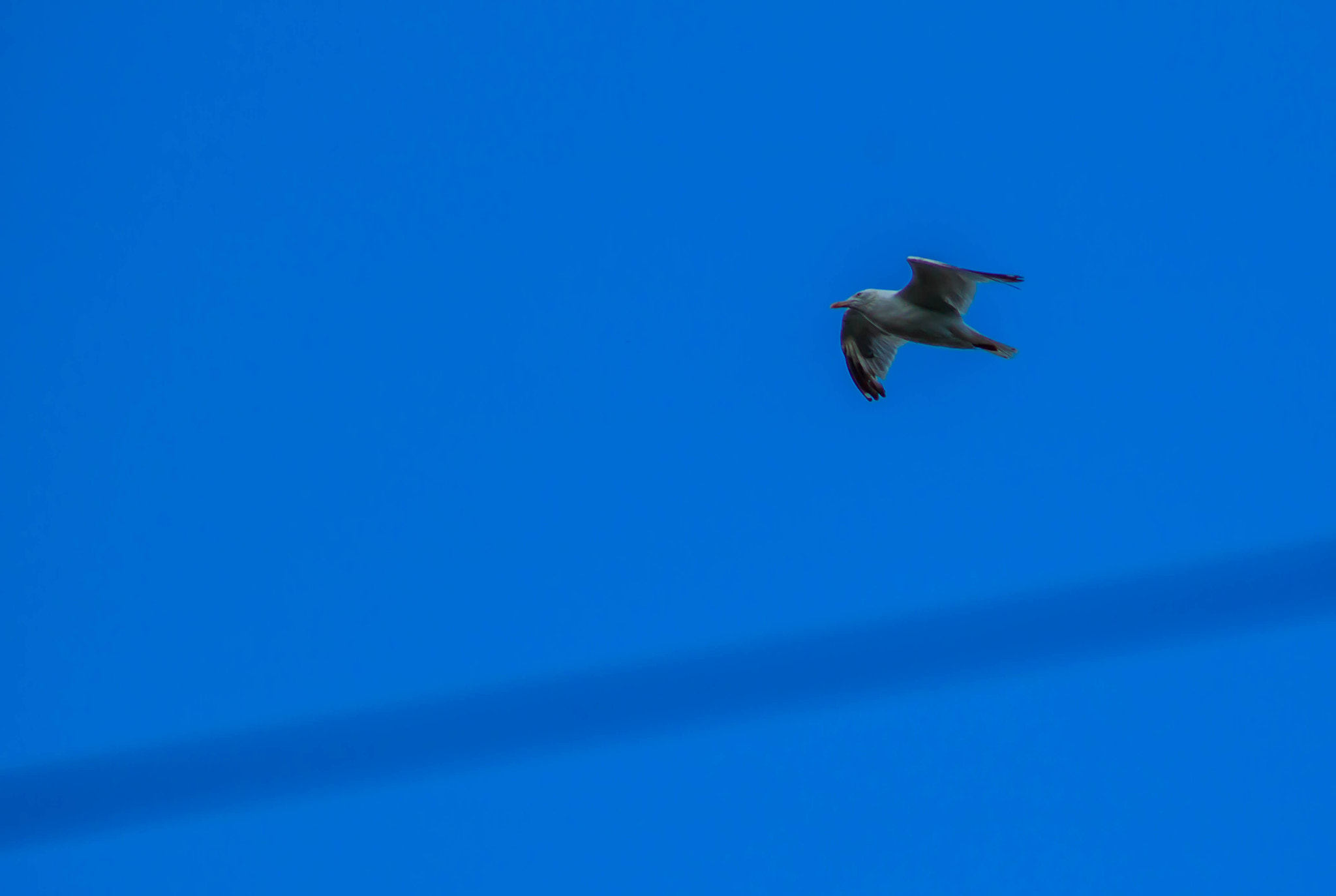 Canon EOS 750D (EOS Rebel T6i / EOS Kiss X8i) + EF75-300mm f/4-5.6 sample photo. Flying high `1 photography