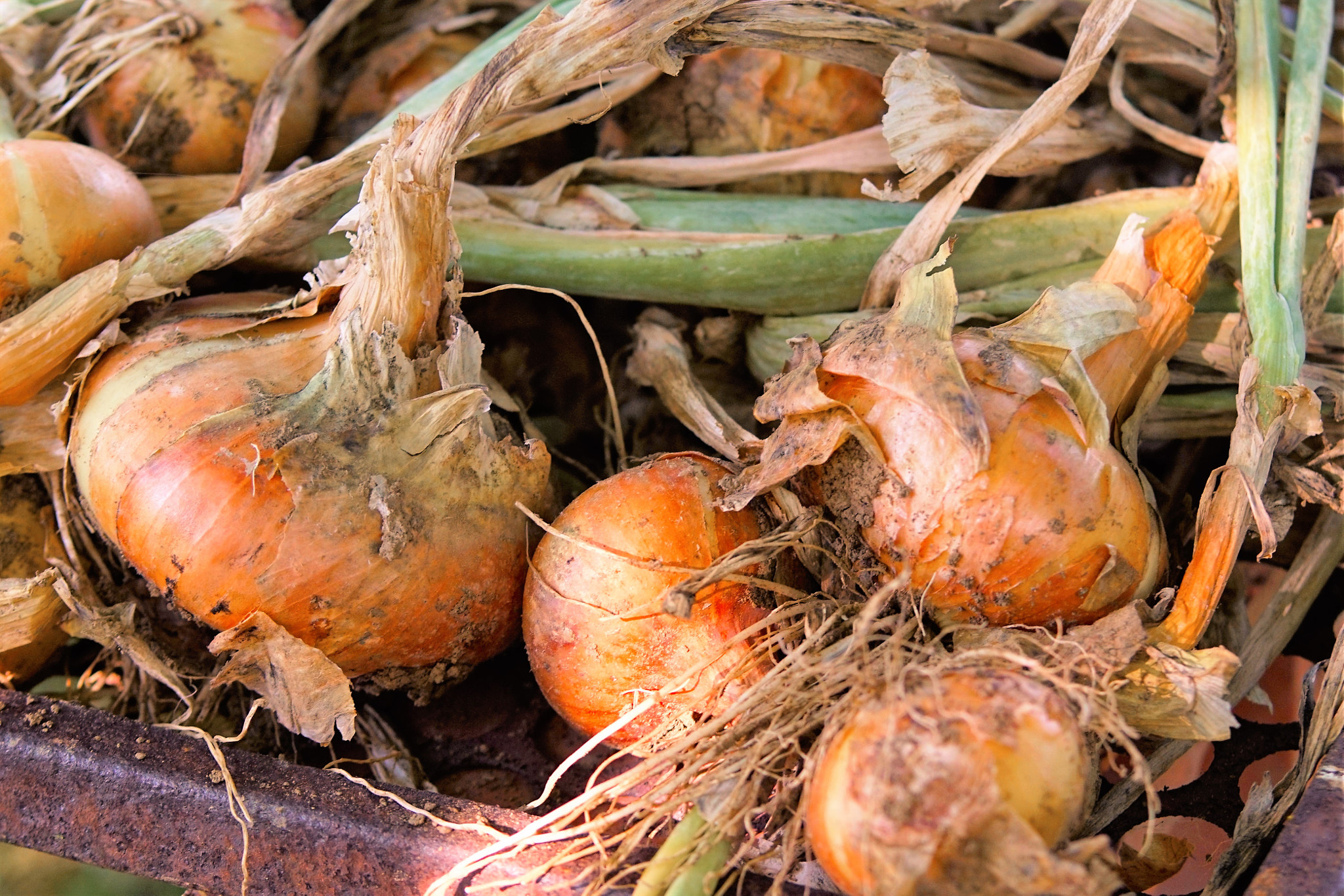 Sony SLT-A68 + Tamron Lens (255) sample photo. Onion harvest photography