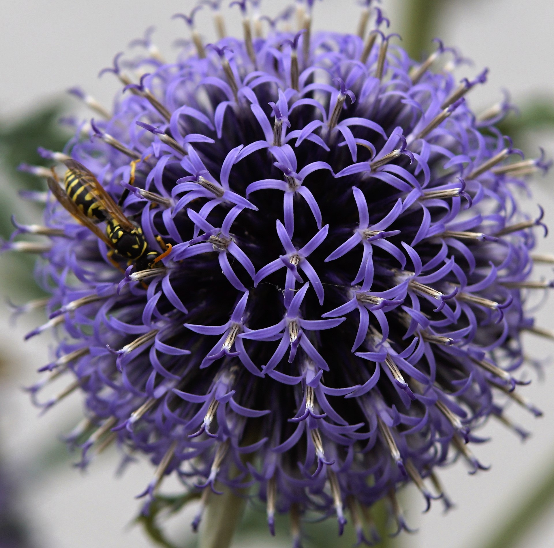 Sony SLT-A68 + Tamron Lens (255) sample photo. The wasp 0.2 photography