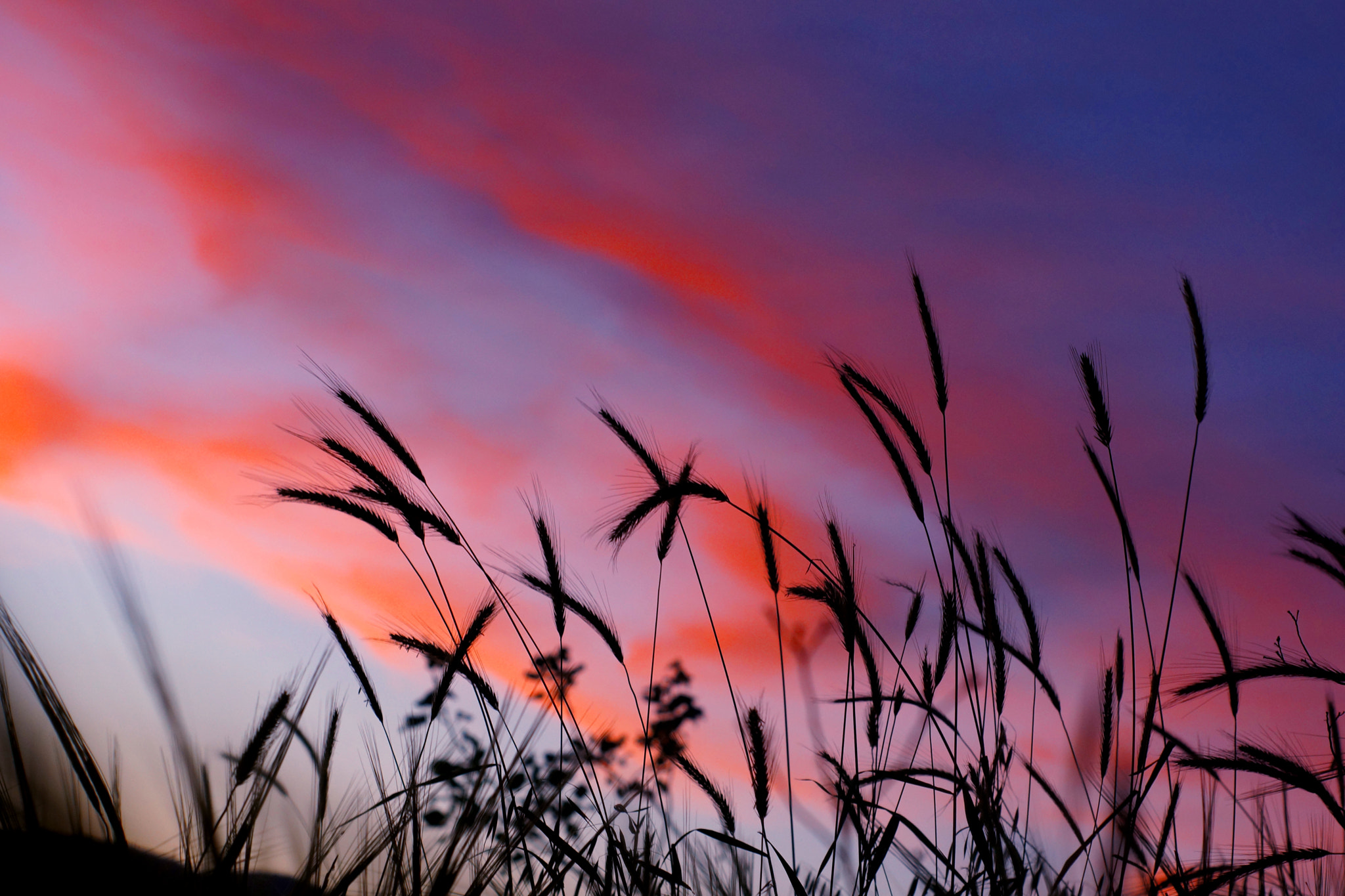 Sony SLT-A77 + Minolta AF 50mm F1.7 sample photo. Wheat farms during sunset photography