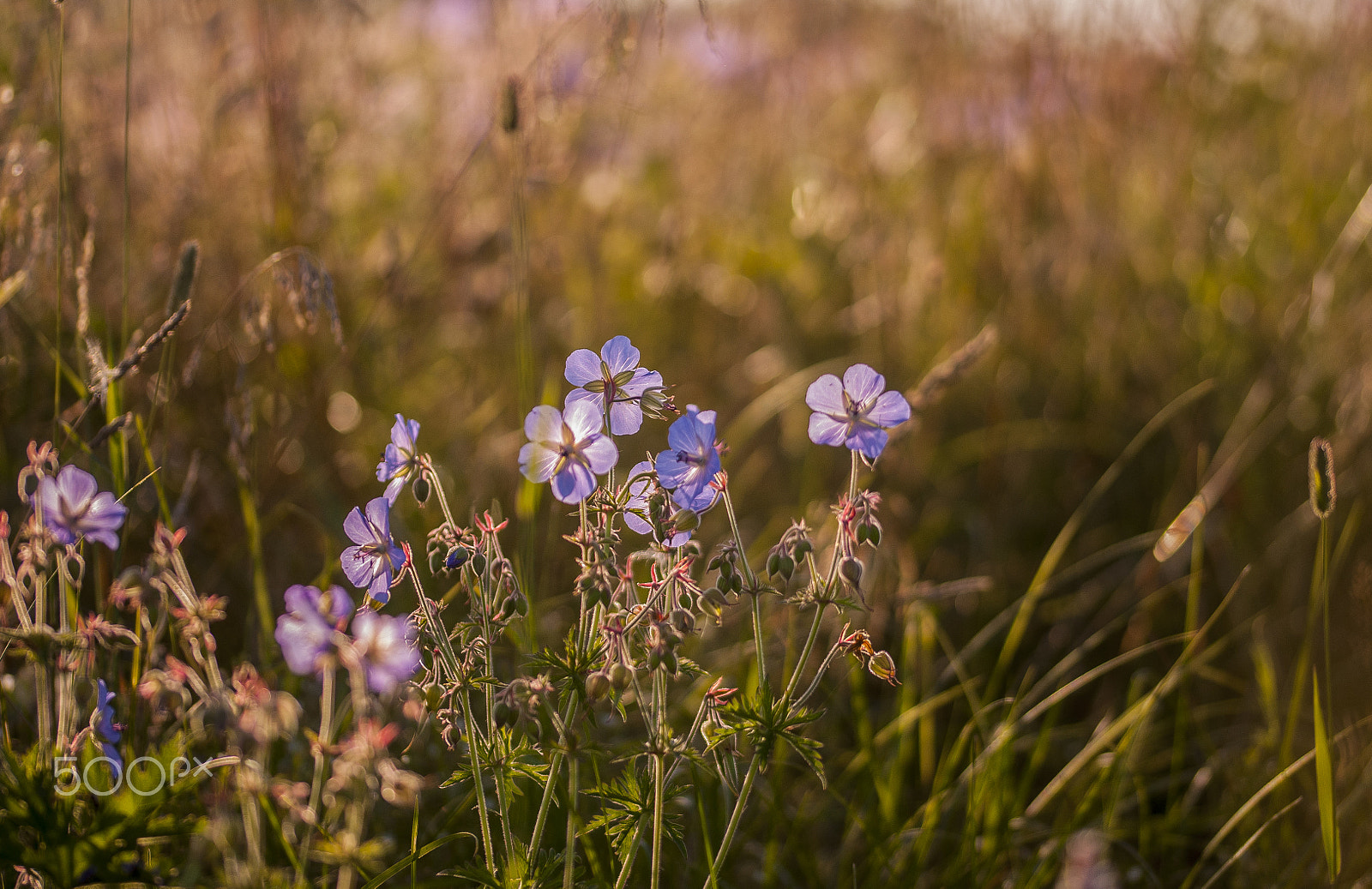 Sigma 105mm F2.8 EX DG OS HSM sample photo. Meadow dancers photography