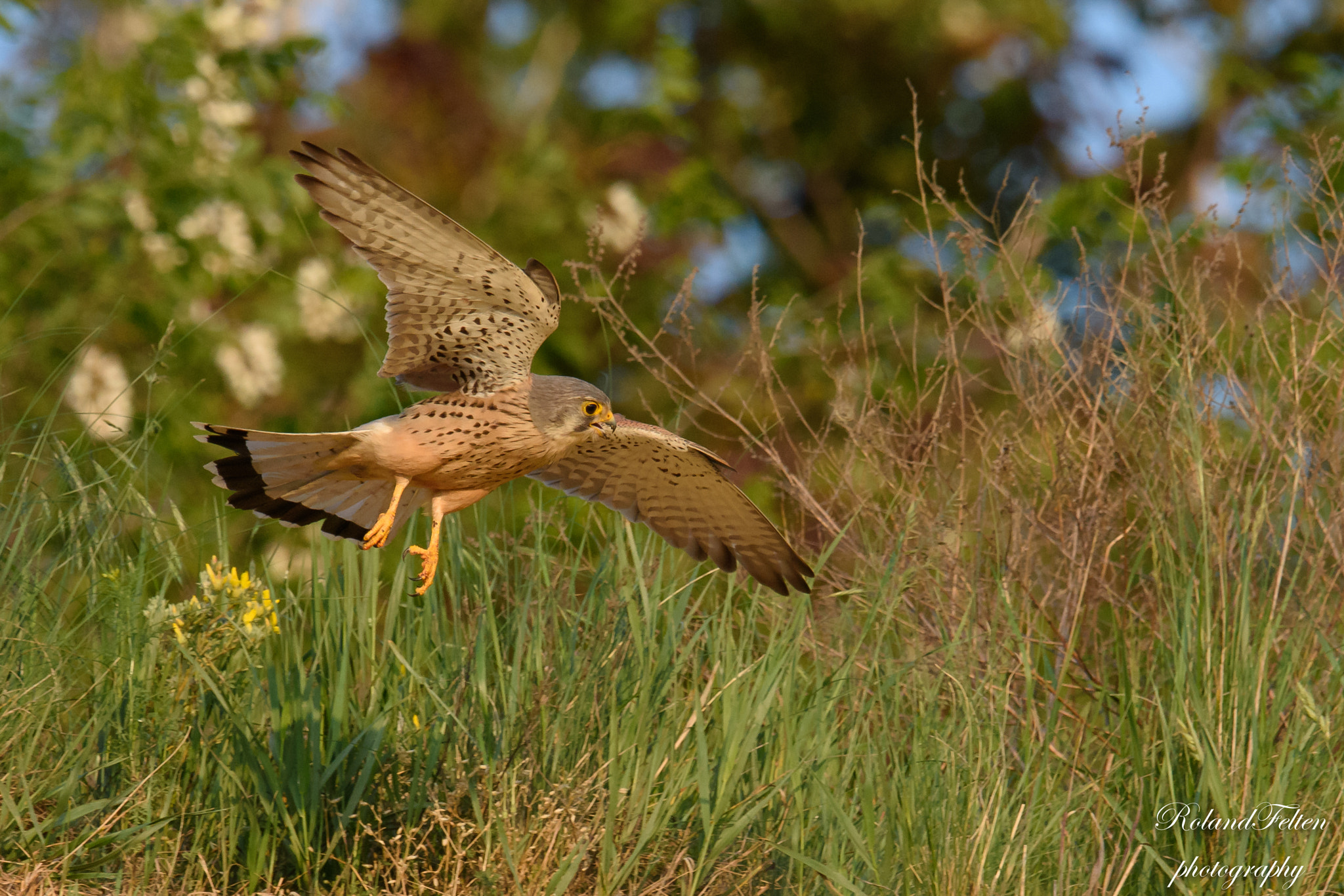 Nikon D7200 + Nikon AF-S Nikkor 600mm F4G ED VR sample photo. Kestrel photography