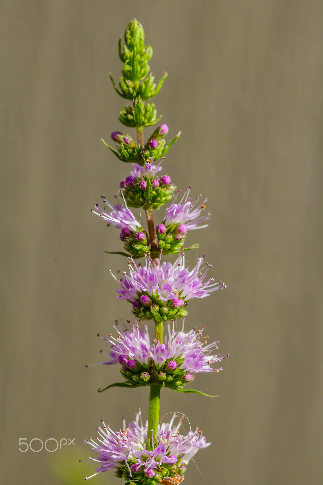 Canon EF 100mm F2.8 Macro USM sample photo. Mint flower photography