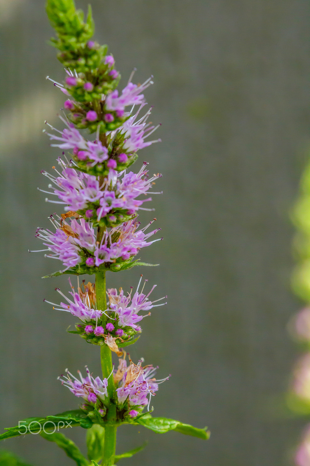 Canon EF 100mm F2.8 Macro USM sample photo. Mint flower photography