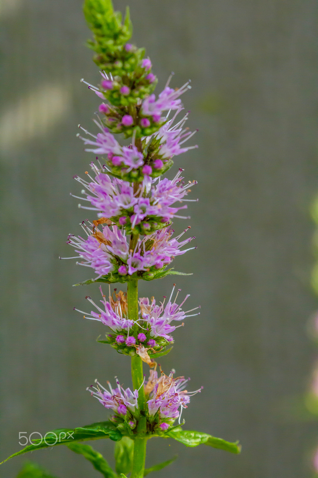 Canon EF 100mm F2.8 Macro USM sample photo. Mint flower photography