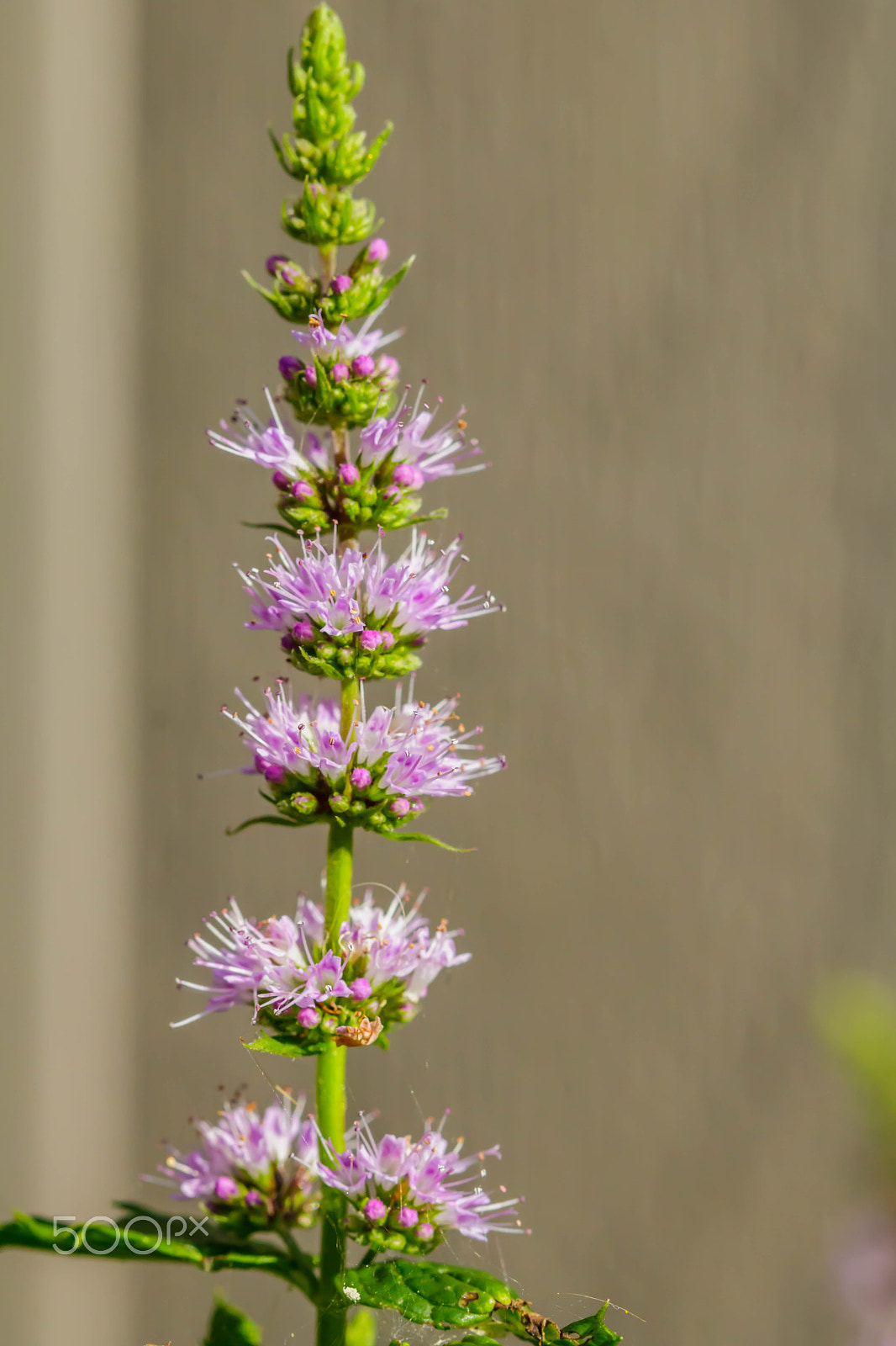 Canon EF 100mm F2.8 Macro USM sample photo. Mint flower photography