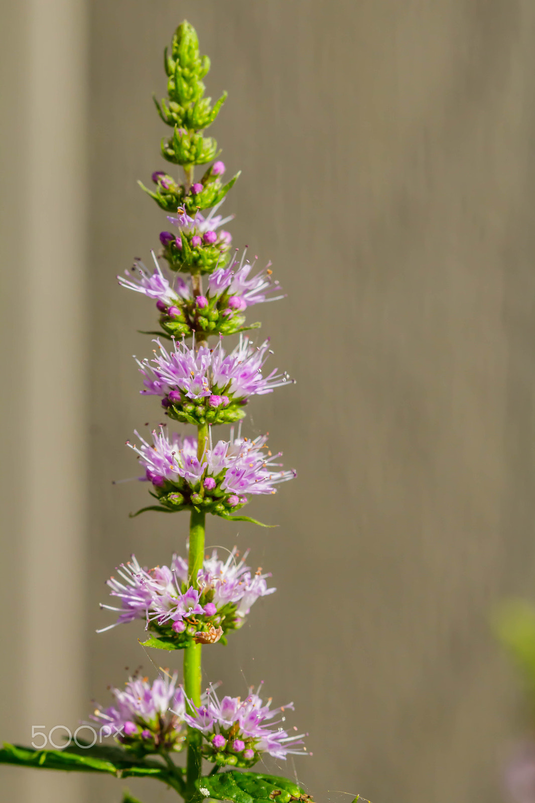 Canon EF 100mm F2.8 Macro USM sample photo. Mint flower photography