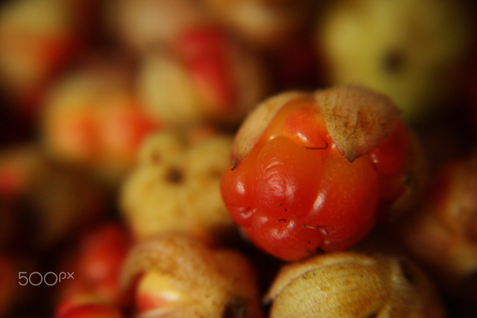 Sigma 18-125mm F3.8-5.6 DC OS HSM sample photo. Сloudberries - solar berries photography