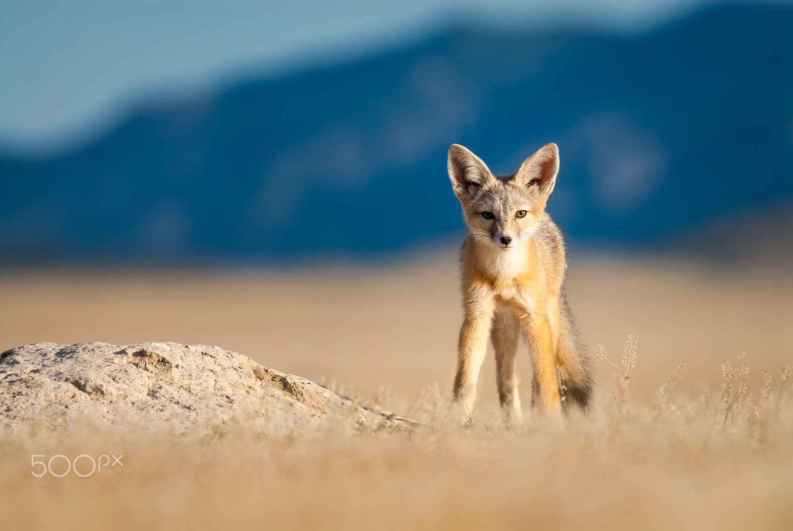 Nikon D200 sample photo. Defiant kit fox photography