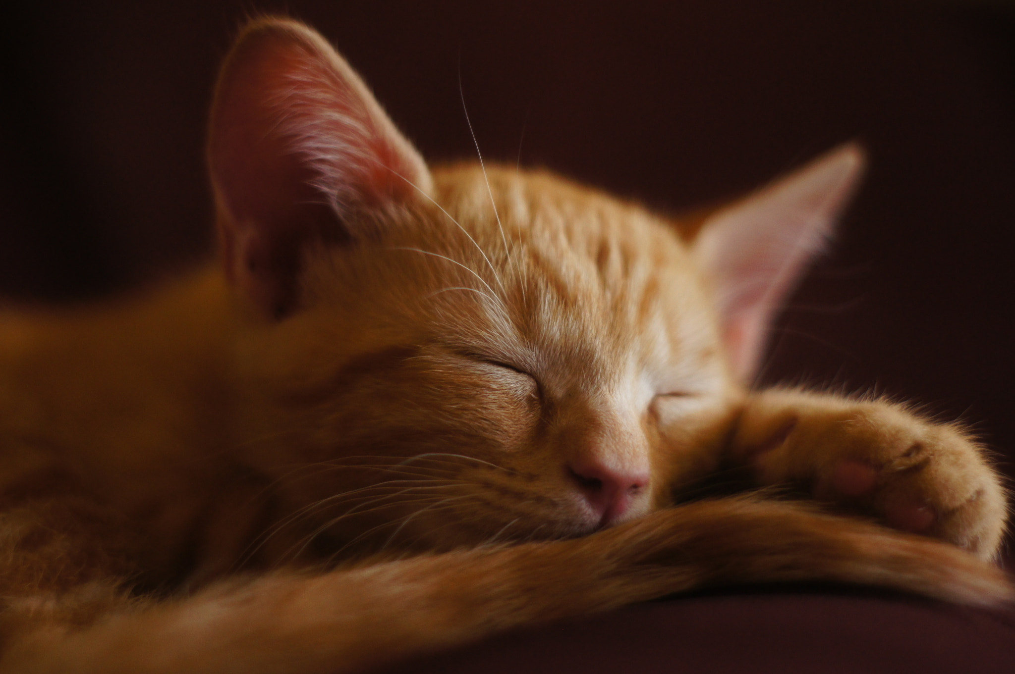 Sony Alpha DSLR-A580 + Minolta AF 50mm F1.7 sample photo. Dream photography