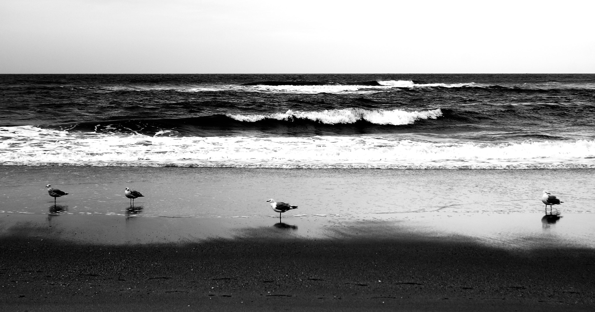 Sony DT 18-55mm F3.5-5.6 SAM II sample photo. Birds and beach photography