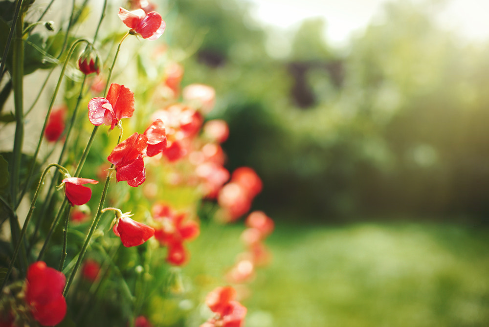 Nikon D200 + Sigma 30mm F1.4 EX DC HSM sample photo. Magenta flowers photography