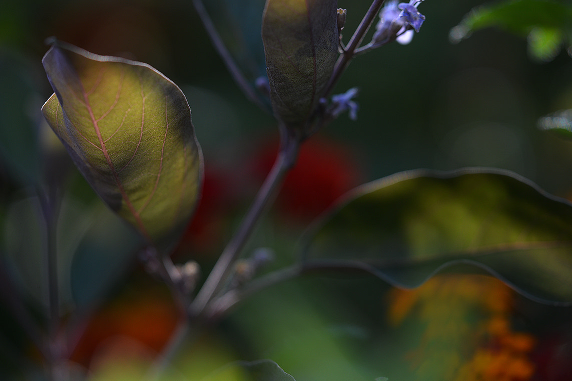 Sigma 150mm F2.8 EX DG Macro HSM sample photo. Dsc_5572.jpg photography