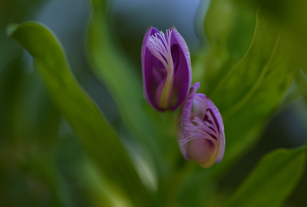 Sigma 150mm F2.8 EX DG Macro HSM sample photo. Dsc_5713.jpg photography