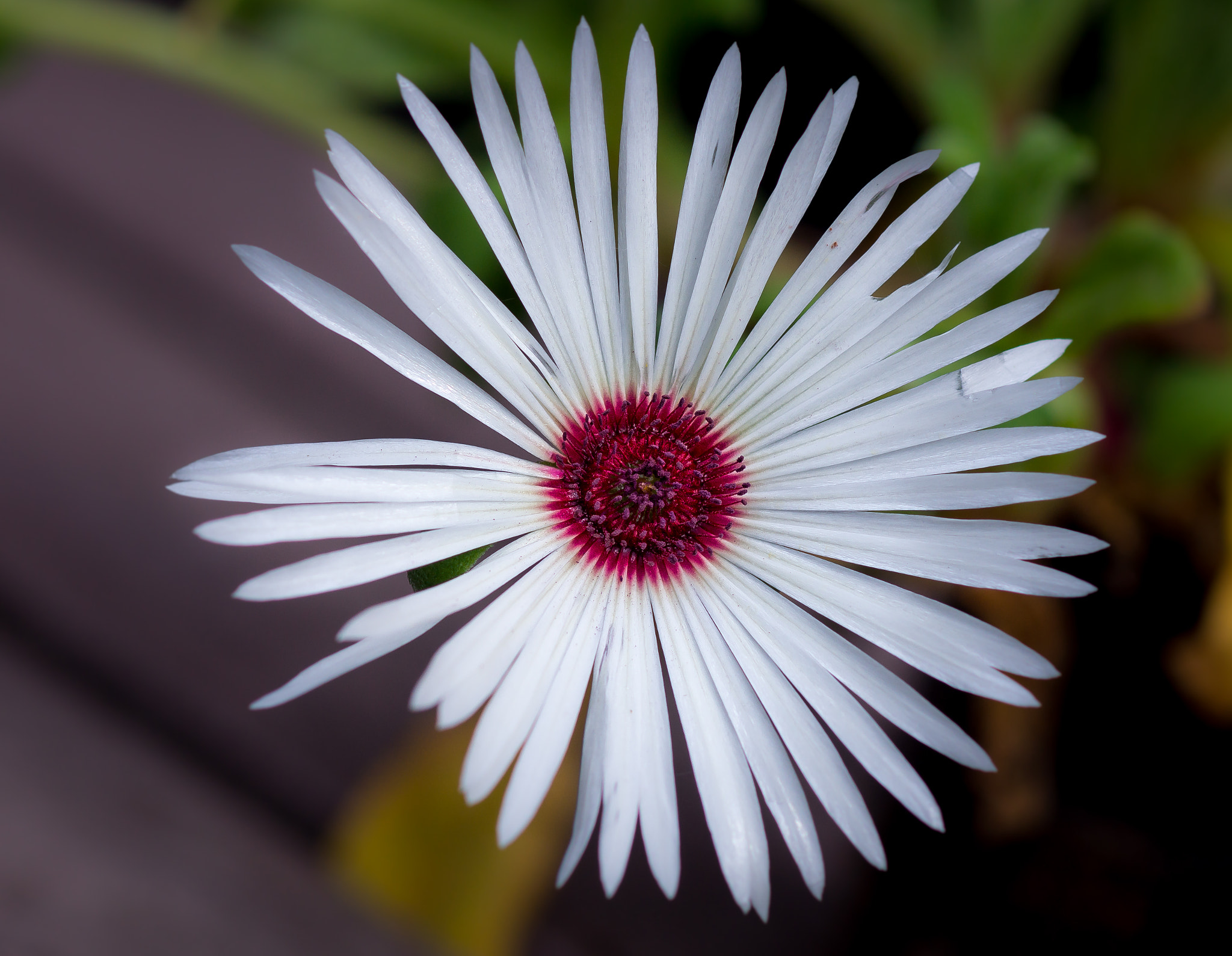 Sony SLT-A77 + Sony 100mm F2.8 Macro sample photo. Dortheanthus bellidiformis. photography