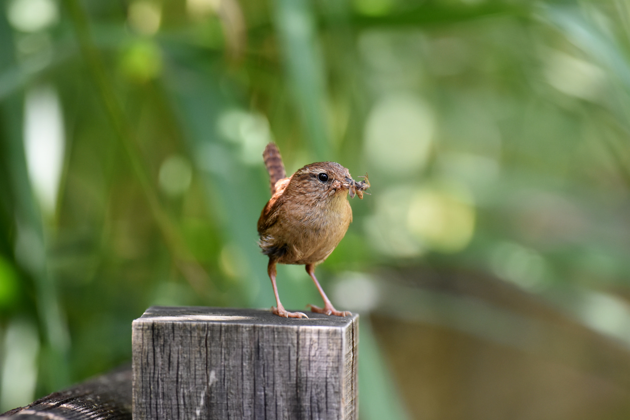 Nikon D7200 + Nikon AF-S Nikkor 600mm F4G ED VR sample photo. Eurasian wren photography