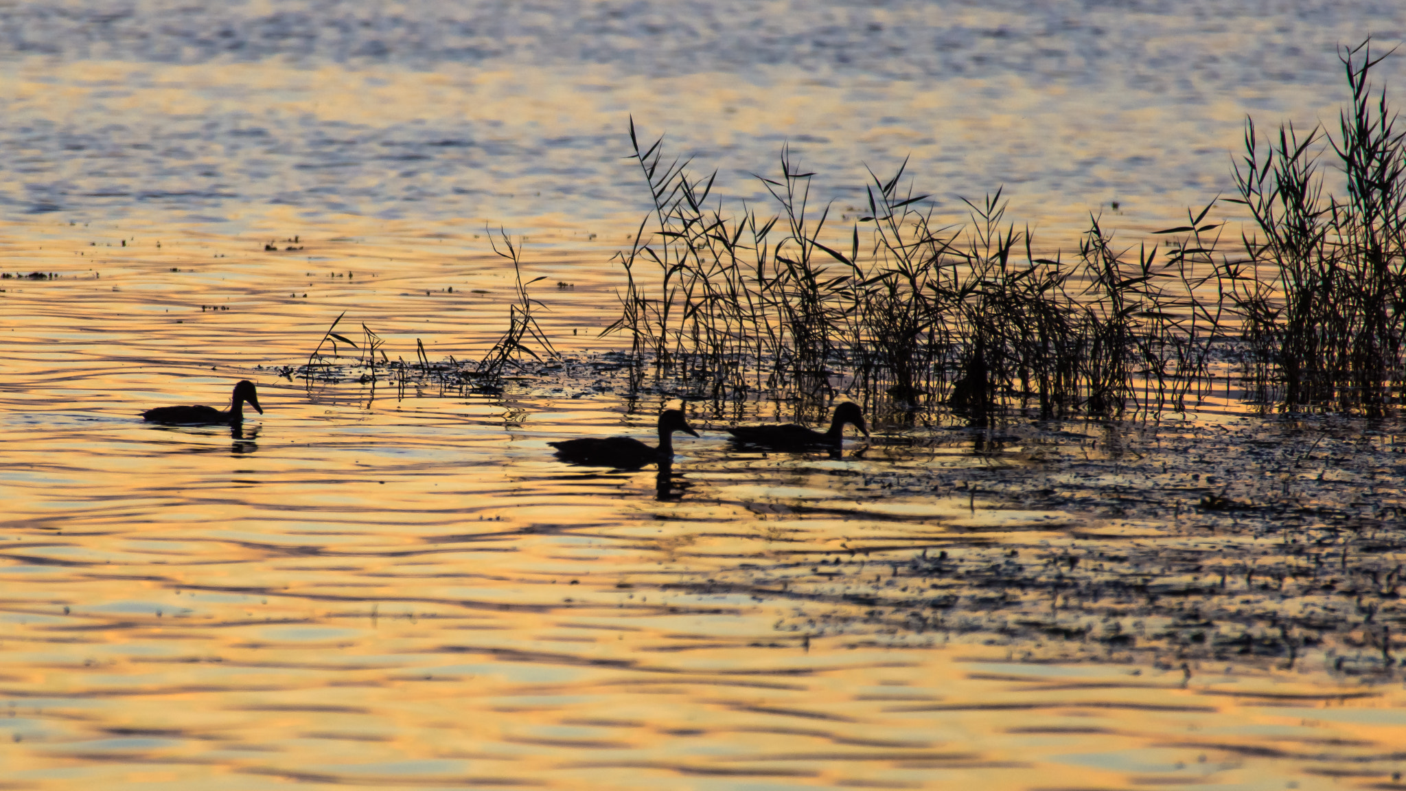 Sony SLT-A55 (SLT-A55V) sample photo. The duck family photography