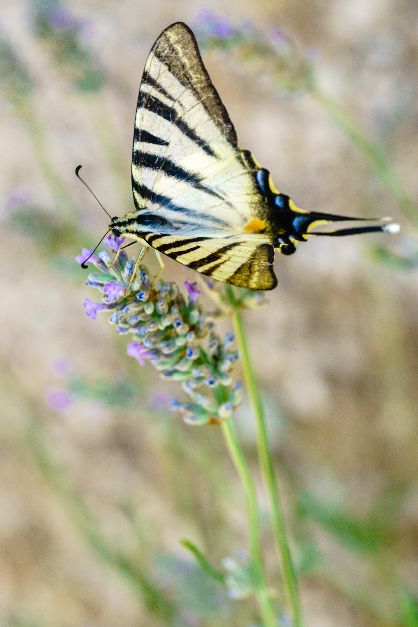 Sony a6000 + Tokina EMZ M100 AF 100mm F3.5 sample photo