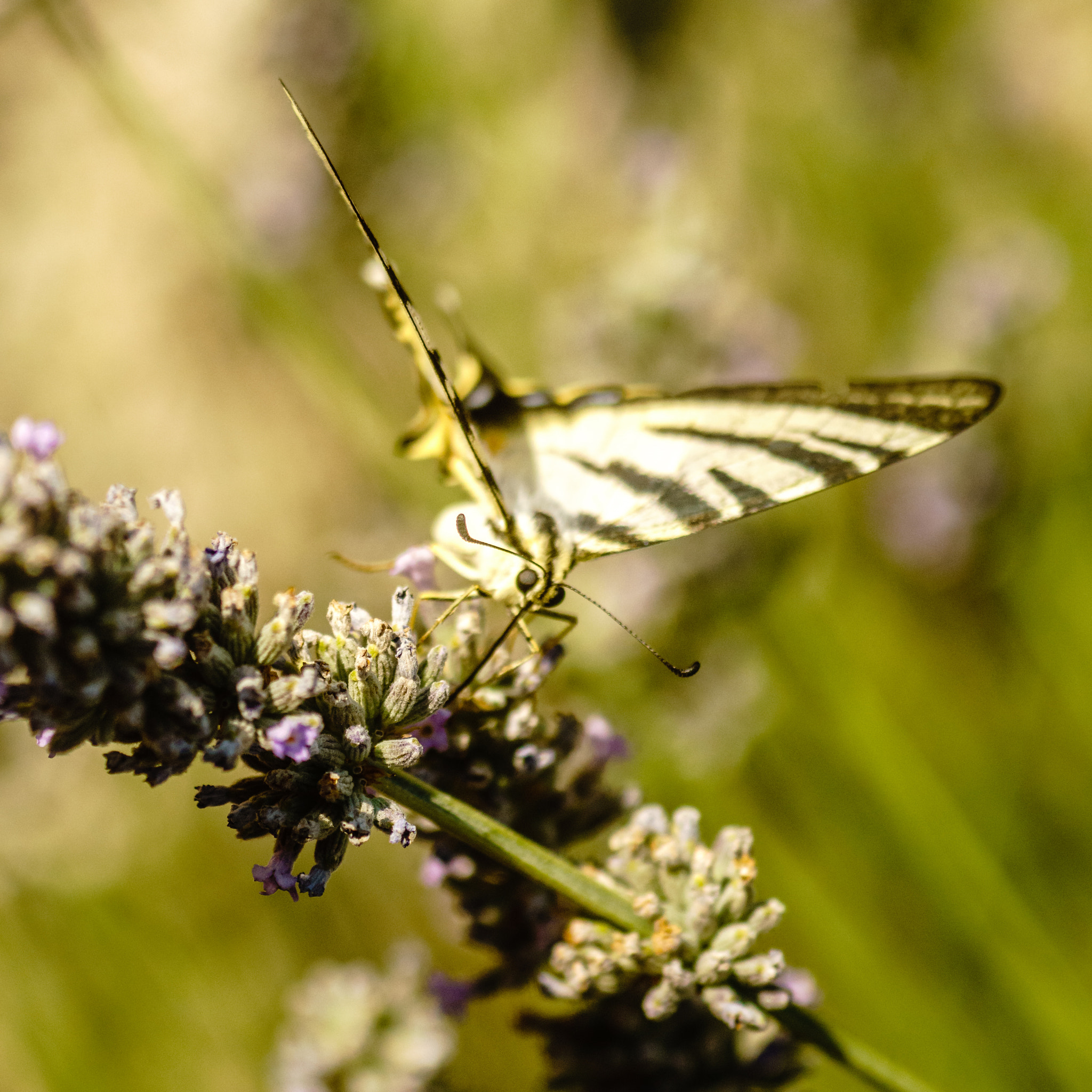 Tokina EMZ M100 AF 100mm F3.5 sample photo. The butterfly photography