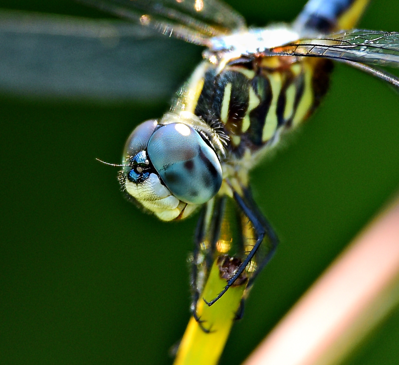 Tamron SP 70-200mm F2.8 Di VC USD sample photo. Dragonfly portrait photography