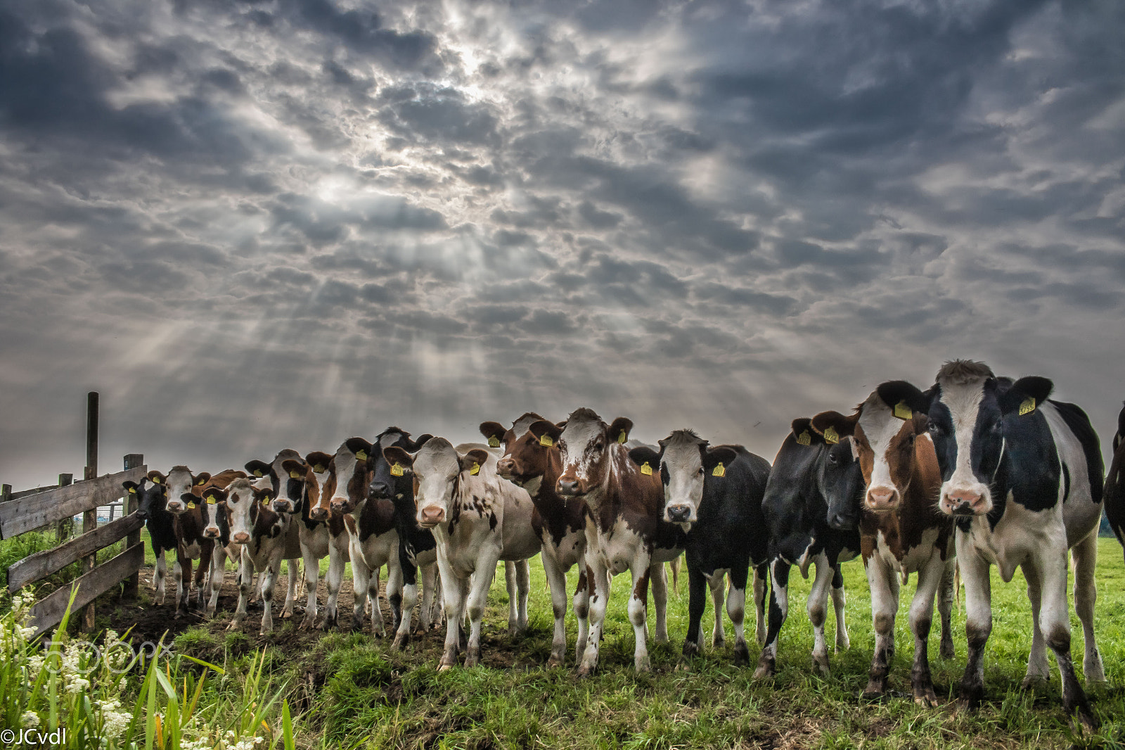 Canon EOS 7D Mark II + Canon EF-S 18-55mm F3.5-5.6 IS STM sample photo. Cows in a row photography