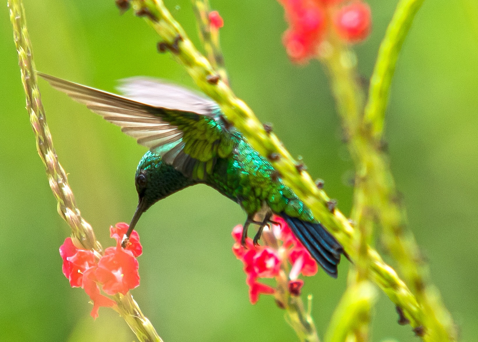 Sigma 70-200mm F2.8 EX DG Macro HSM II sample photo. Nectar sipping from a flower by an hummingbird. photography