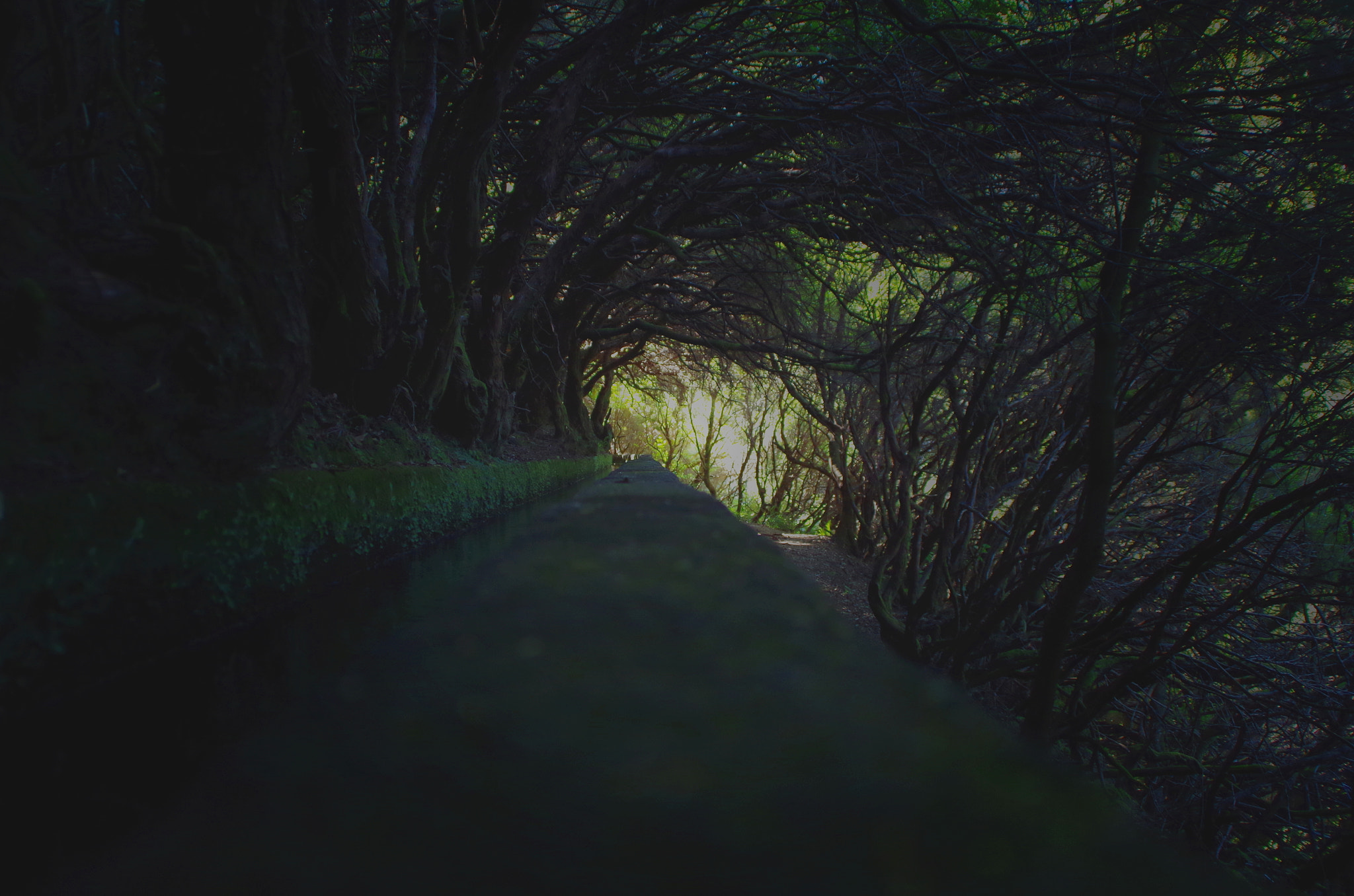 Pentax K-30 sample photo. Levada forest i photography