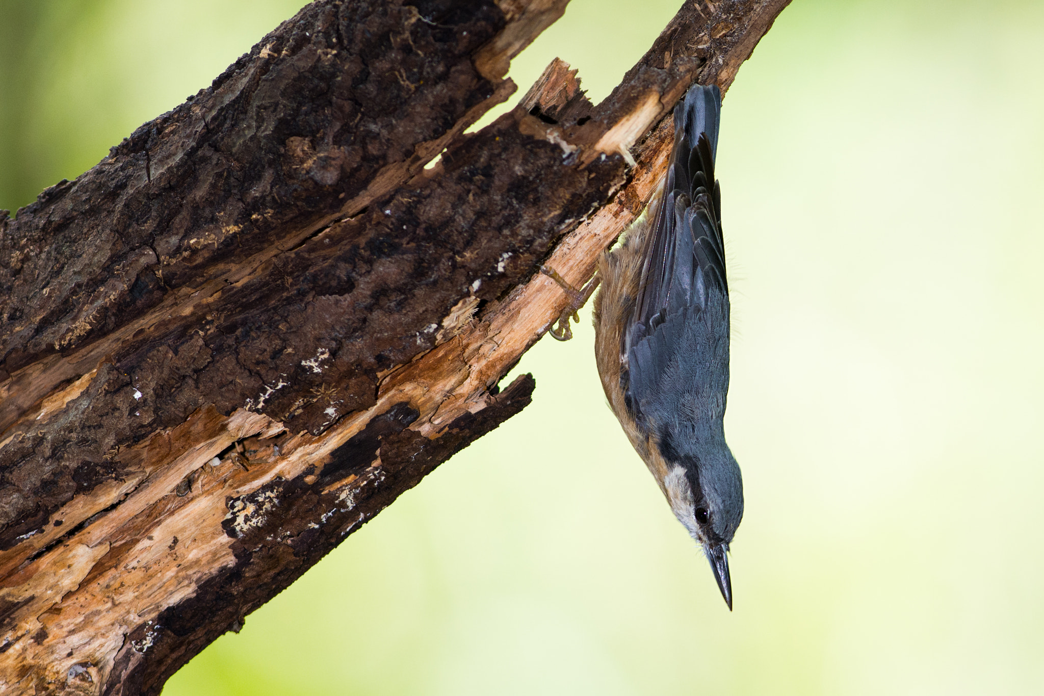 Nikon AF-S Nikkor 300mm F2.8G ED VR II sample photo. Nuthatch photography