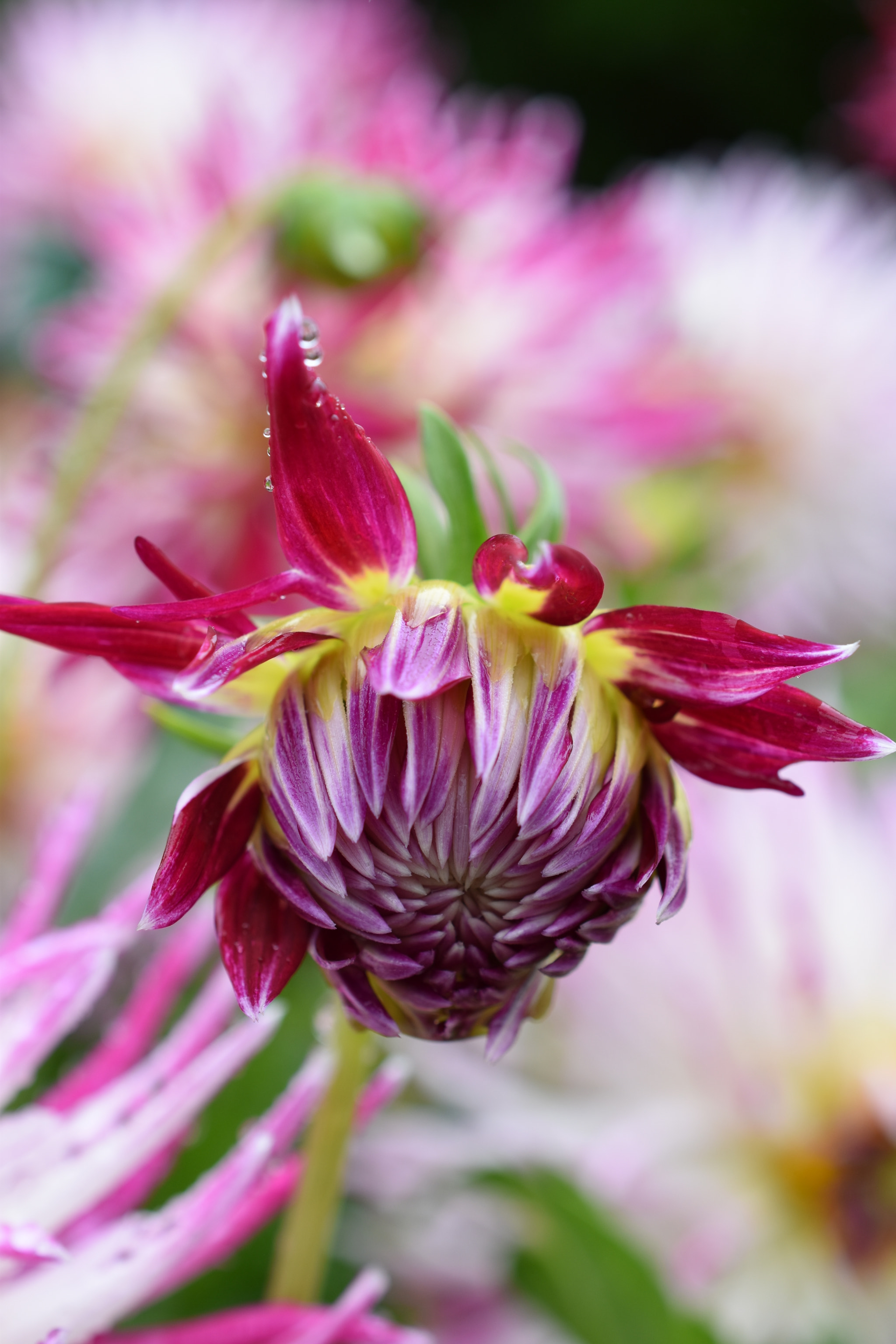 Nikon AF-S DX Micro Nikkor 40mm F2.8 sample photo. Dahlia bud. photography