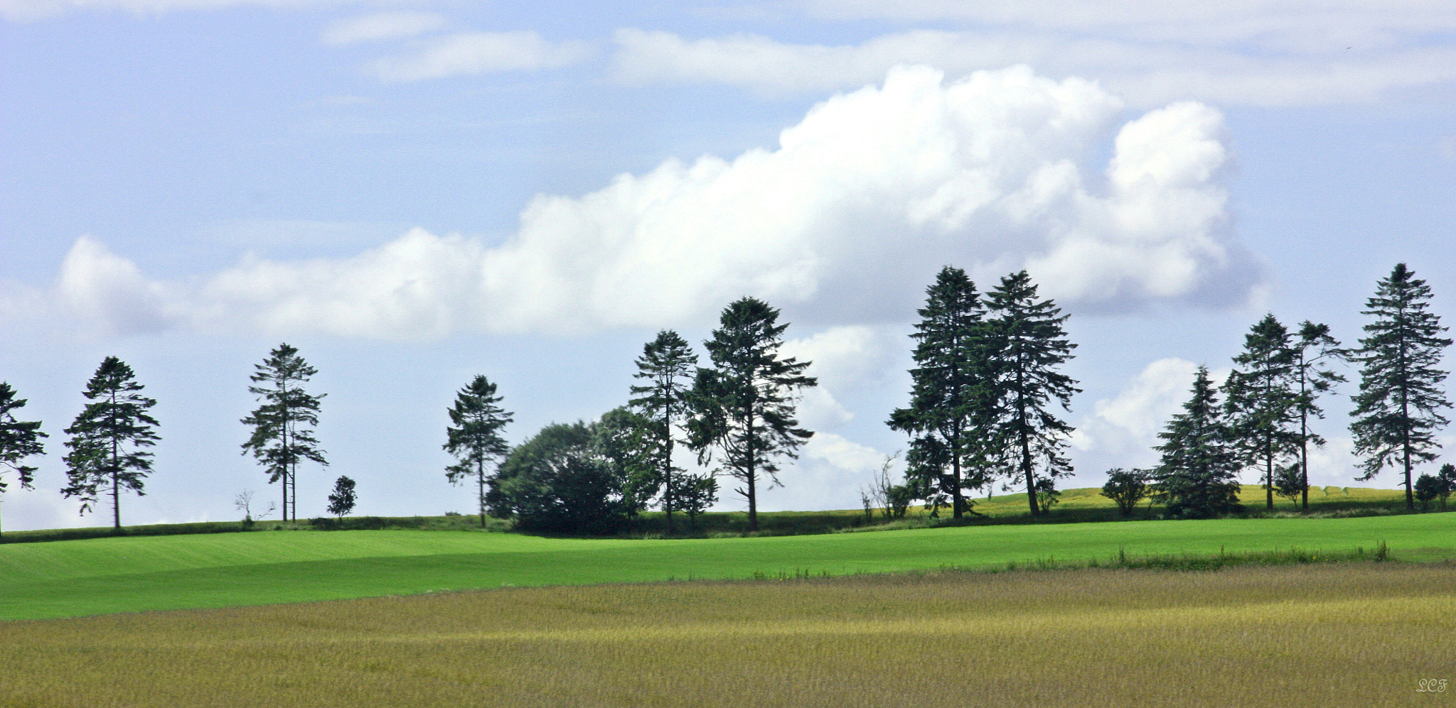 Canon EOS 450D (EOS Rebel XSi / EOS Kiss X2) sample photo. Trees on the field...  photography