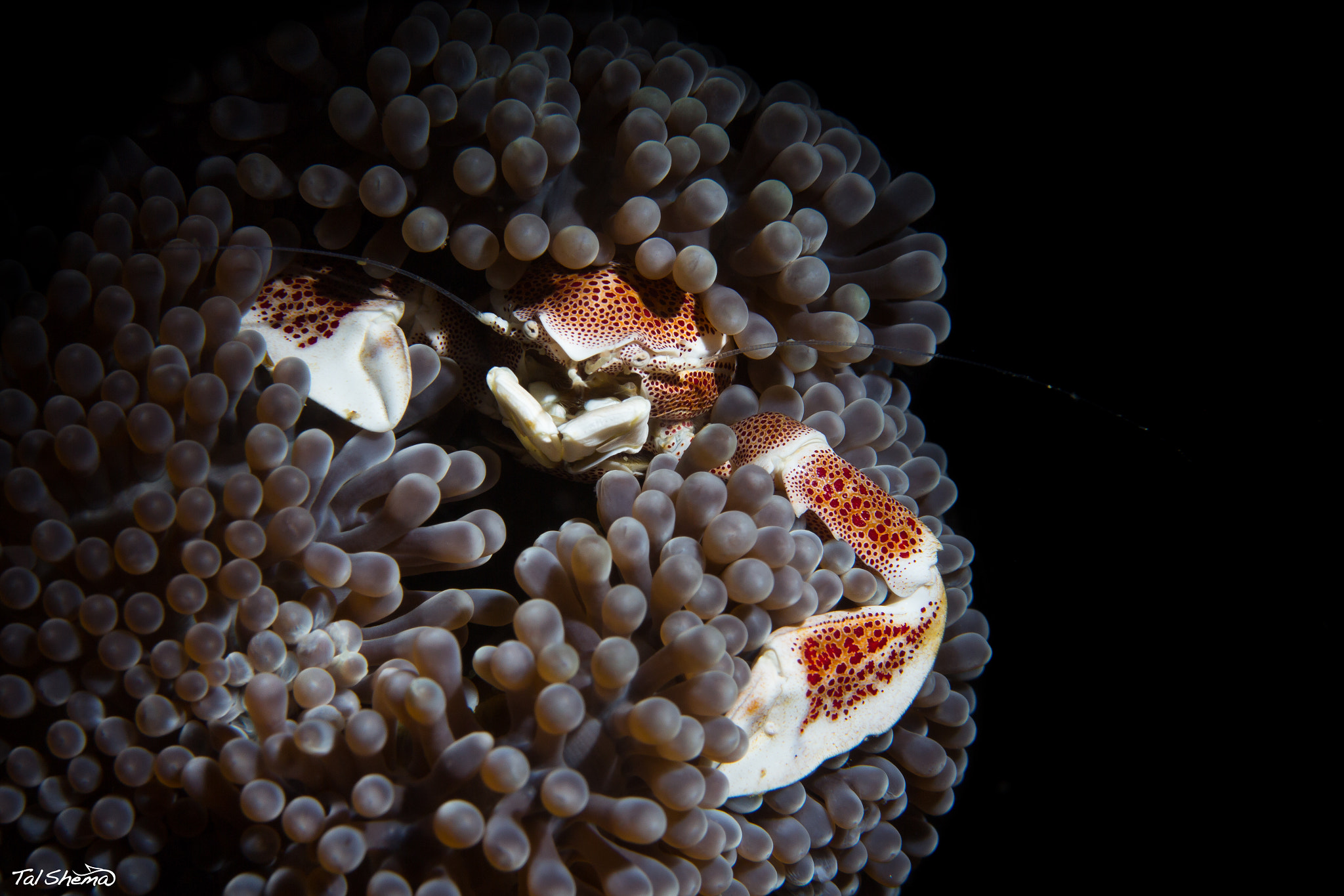 Canon EF-S 60mm F2.8 Macro USM sample photo. Crab photography