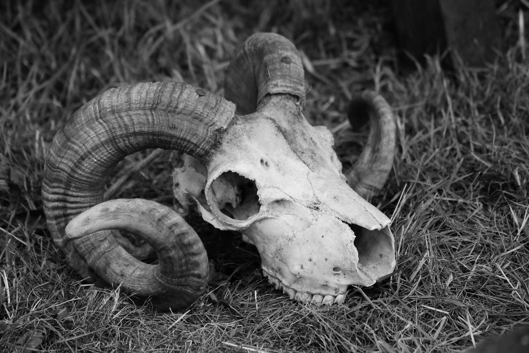 Canon EOS 1100D (EOS Rebel T3 / EOS Kiss X50) + Tamron AF 18-250mm F3.5-6.3 Di II LD Aspherical (IF) Macro sample photo. Sheep skull photography