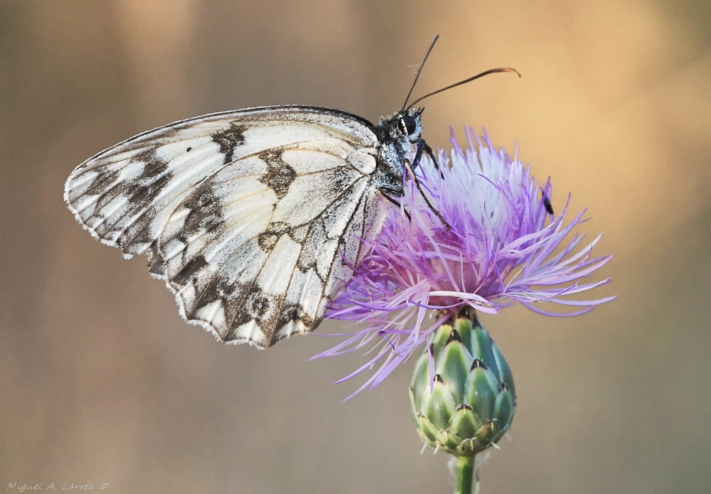 Sony ILCA-77M2 sample photo. Melanargia photography