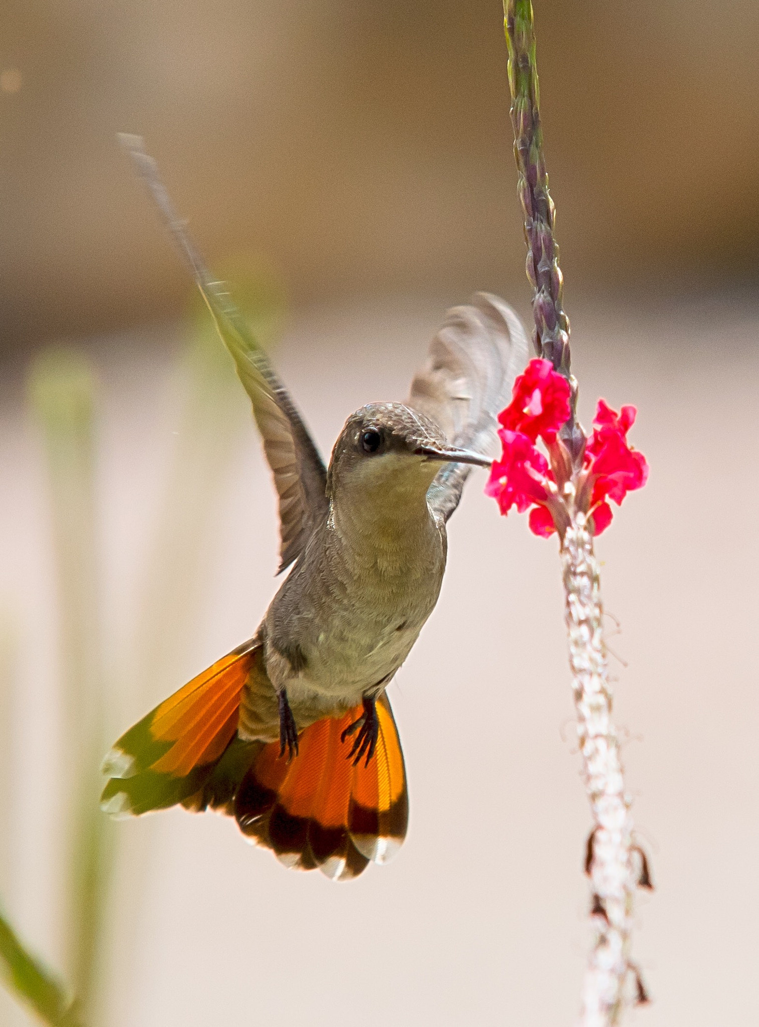 Sigma 70-200mm F2.8 EX DG Macro HSM II sample photo. Hummingbird curacao photography