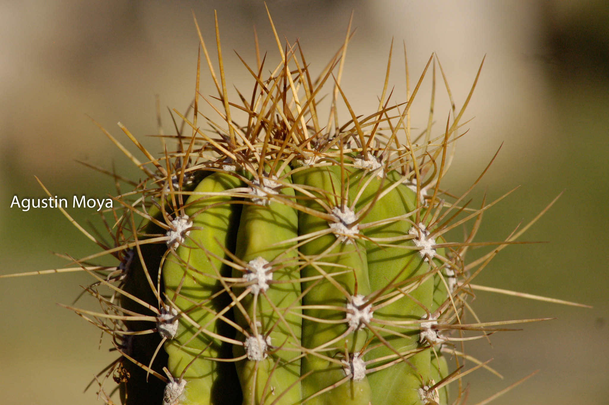 Nikon D50 sample photo. San jaun - agusmoya () photography