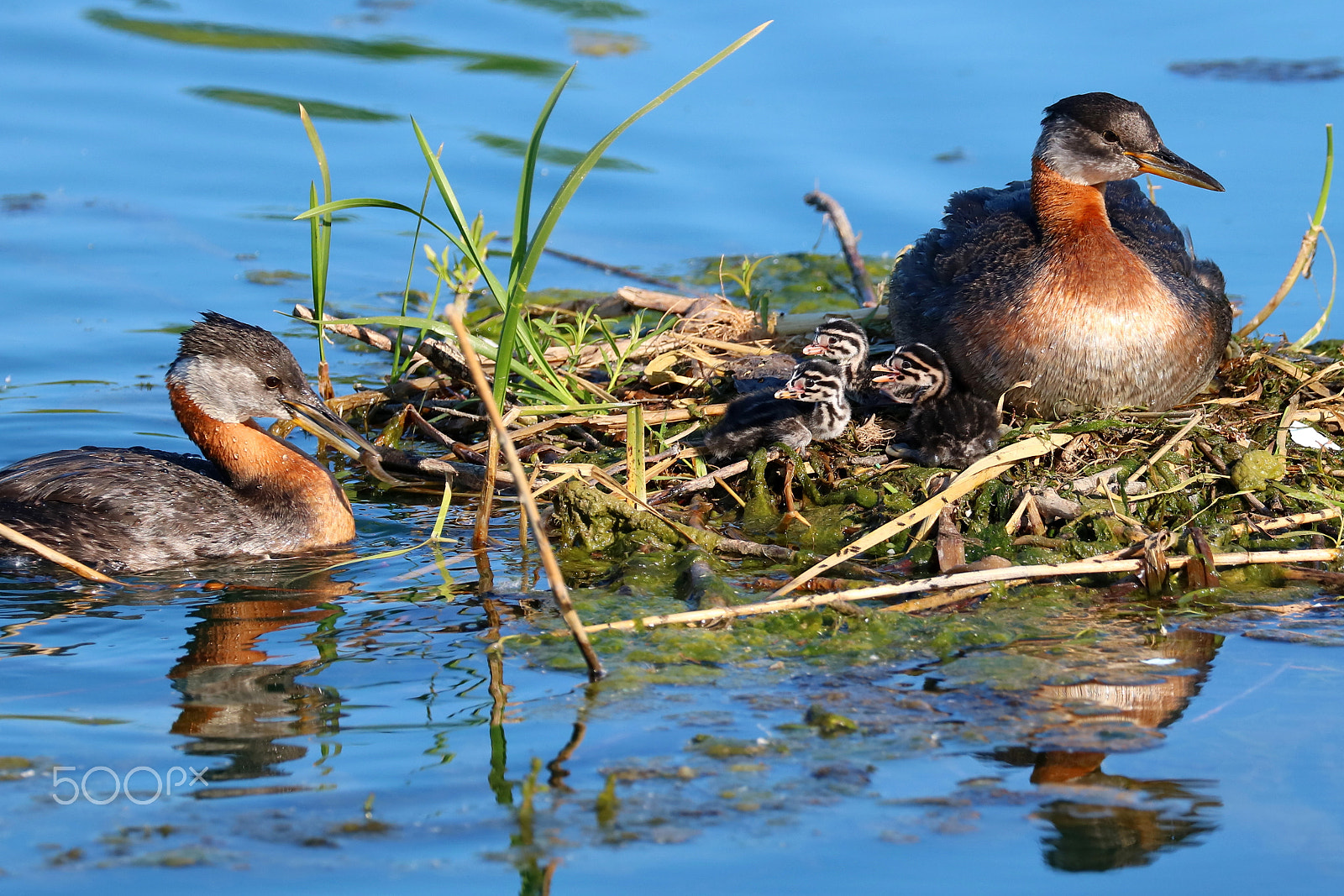 Canon EOS 760D (EOS Rebel T6s / EOS 8000D) sample photo. Red-necked grebes - 03 photography
