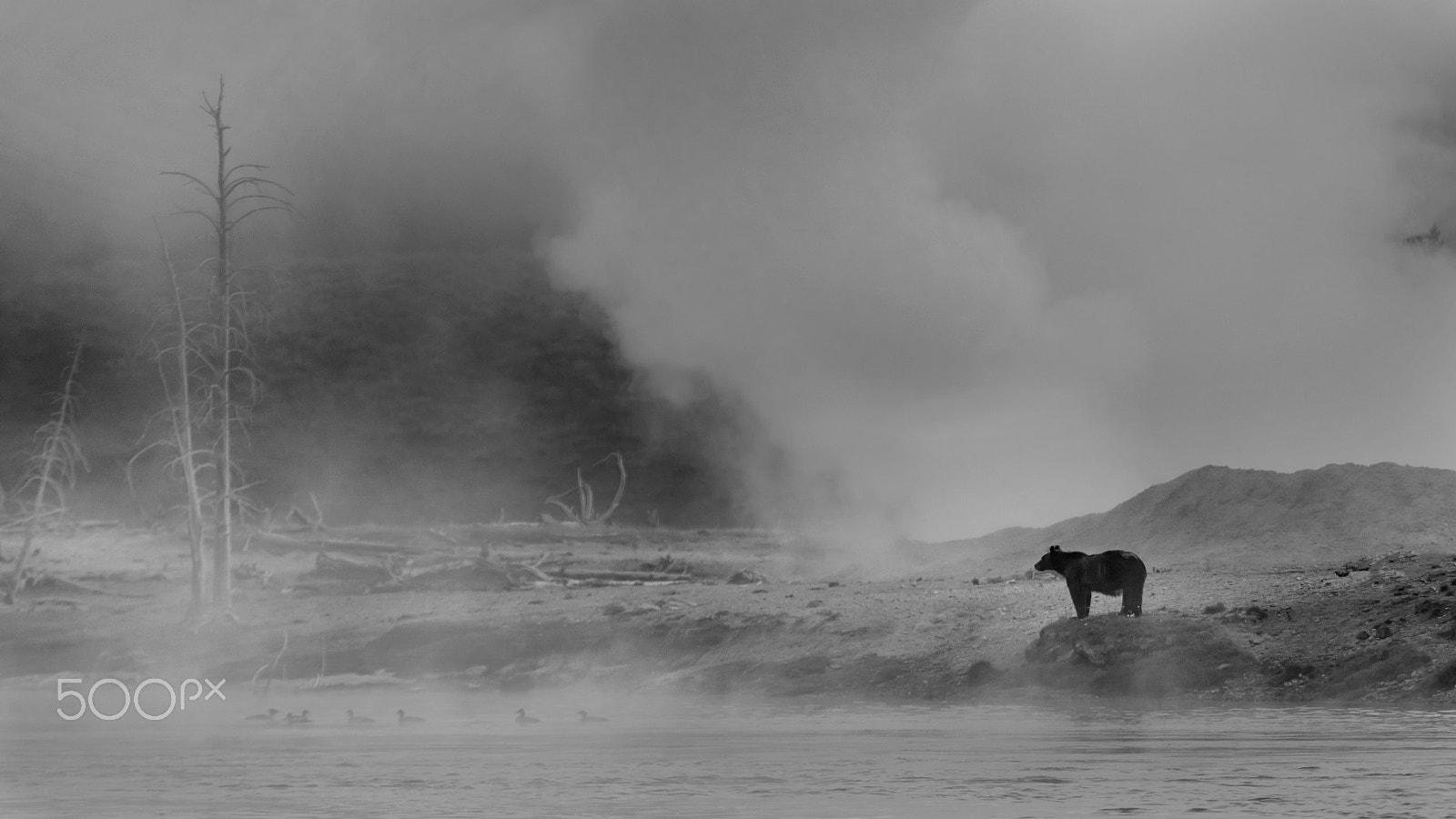 Canon EOS 5DS + Canon EF 70-200mm F4L IS USM sample photo. Wild nature photography