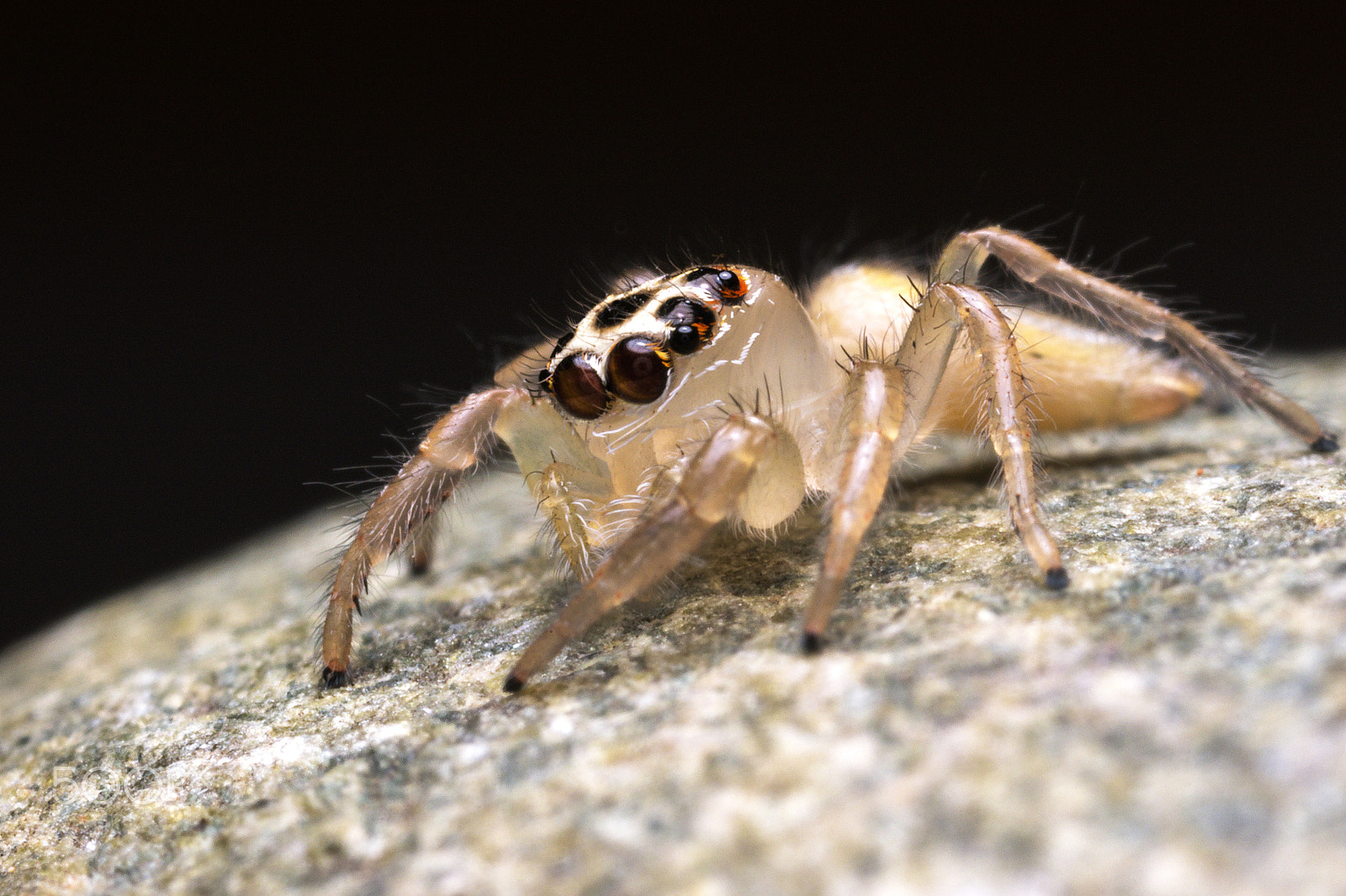 Canon MP-E 65mm F2.5 1-5x Macro Photo sample photo. Saltarina photography