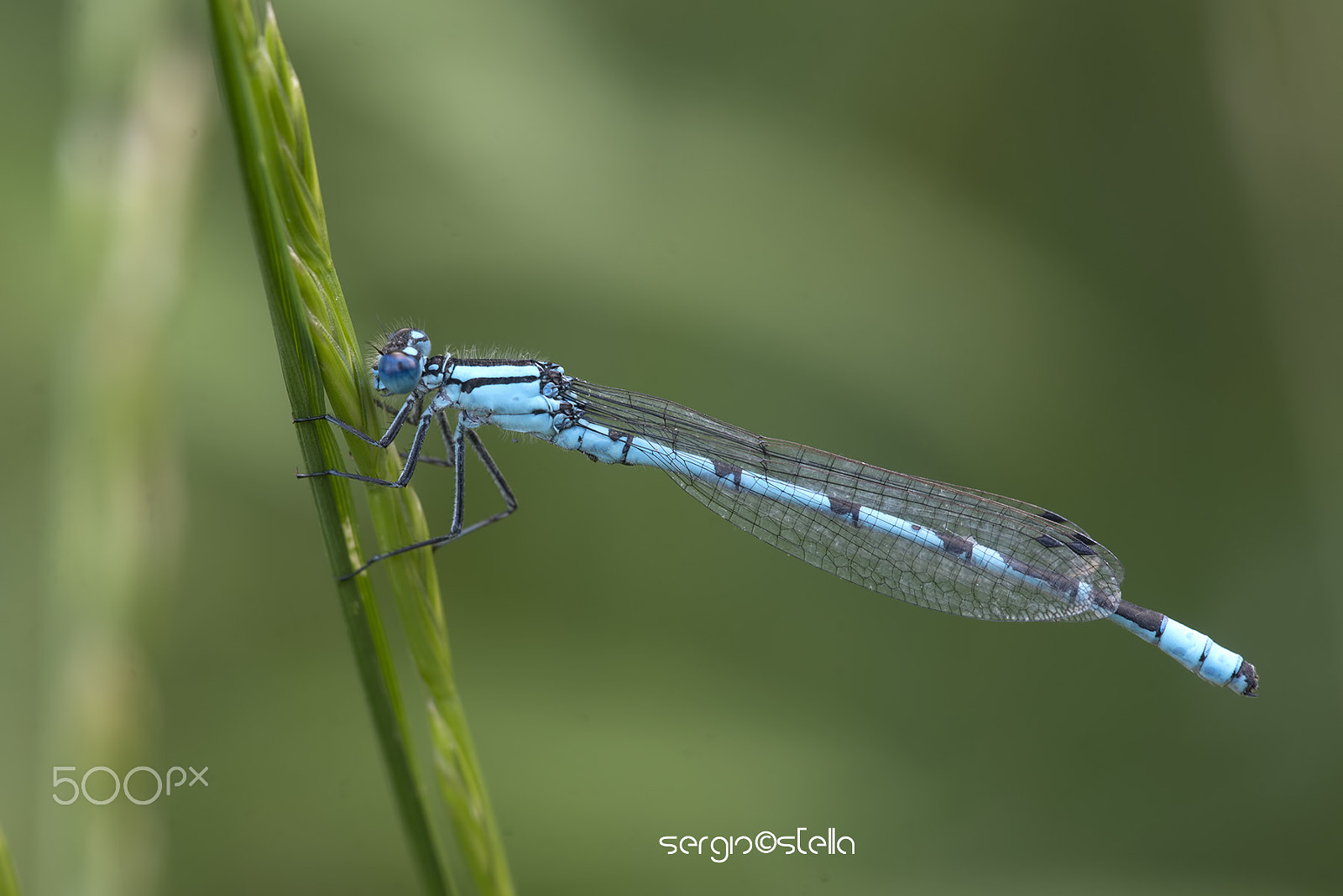 Nikon D610 + Sigma 150mm F2.8 EX DG Macro HSM sample photo. Enallagma cyathigerum male photography