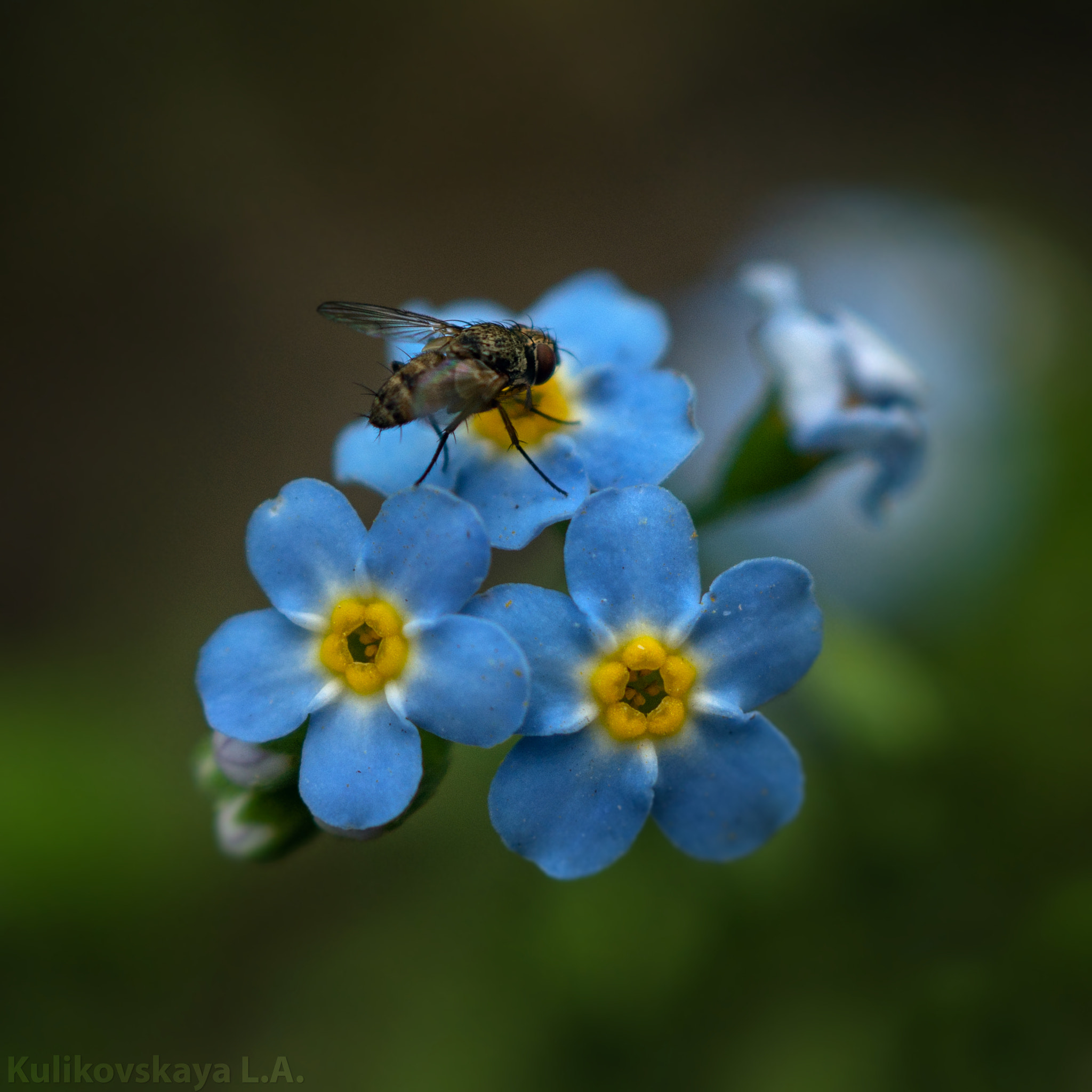 Sony SLT-A77 + Sony DT 30mm F2.8 Macro SAM sample photo. Незабудка и муха. photography