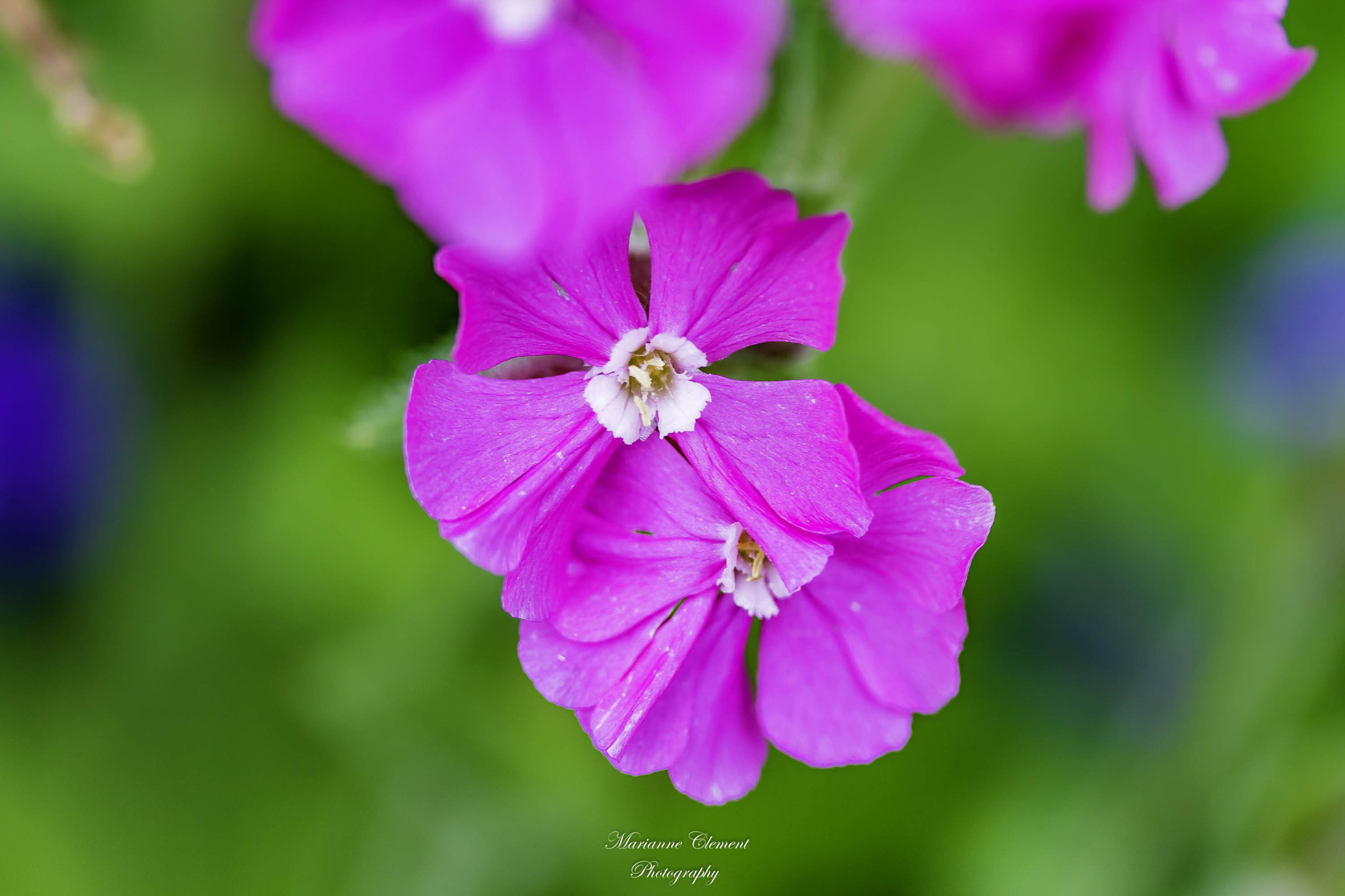 Canon EF-S 60mm F2.8 Macro USM sample photo. Pretty in pink photography
