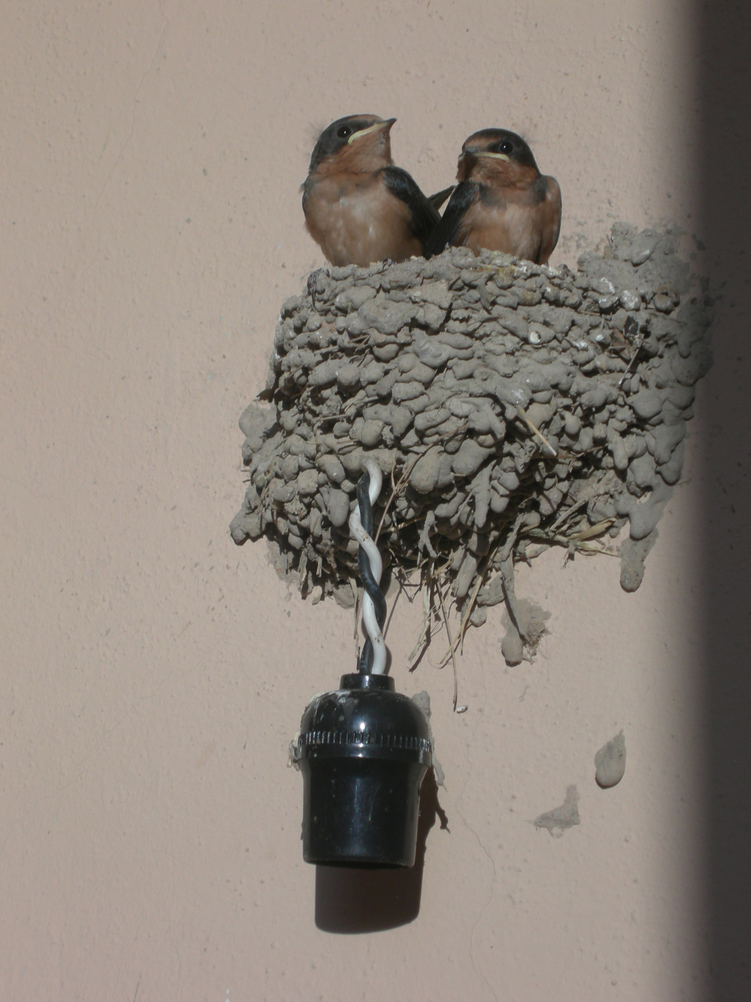 Nikon COOLPIX P1 sample photo. Two swallows make a summer... photography