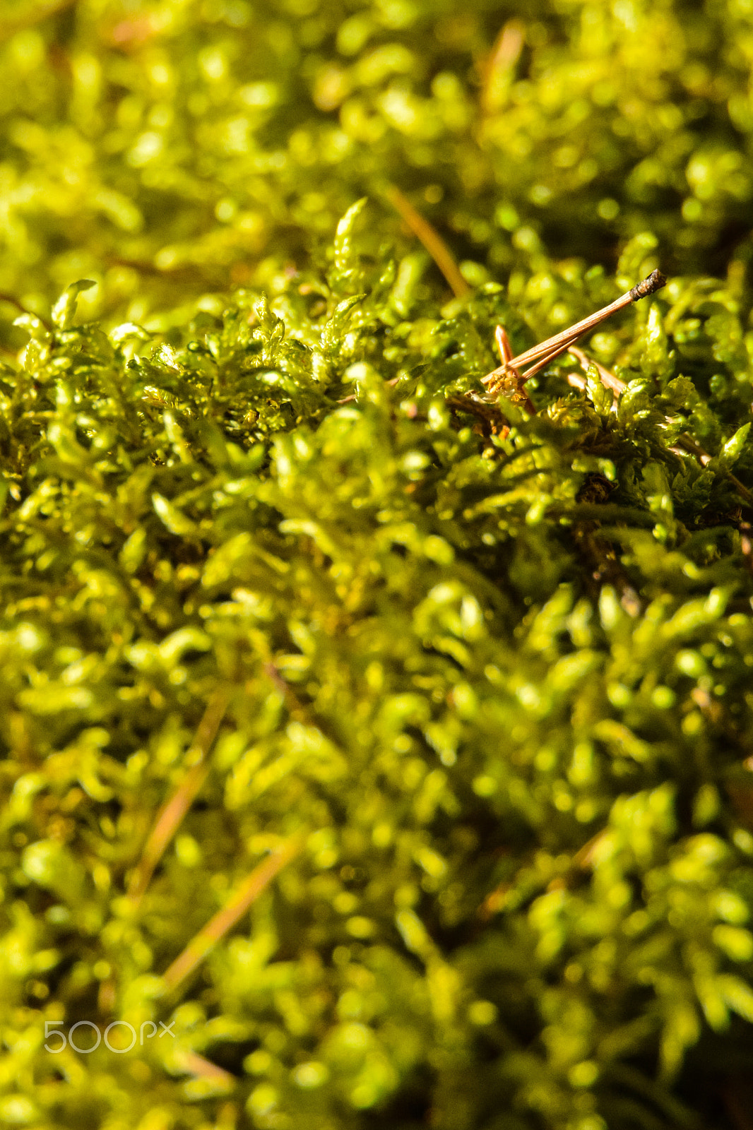Tamron SP 150-600mm F5-6.3 Di VC USD sample photo. A patch of moss.. with a tiny twist. photography