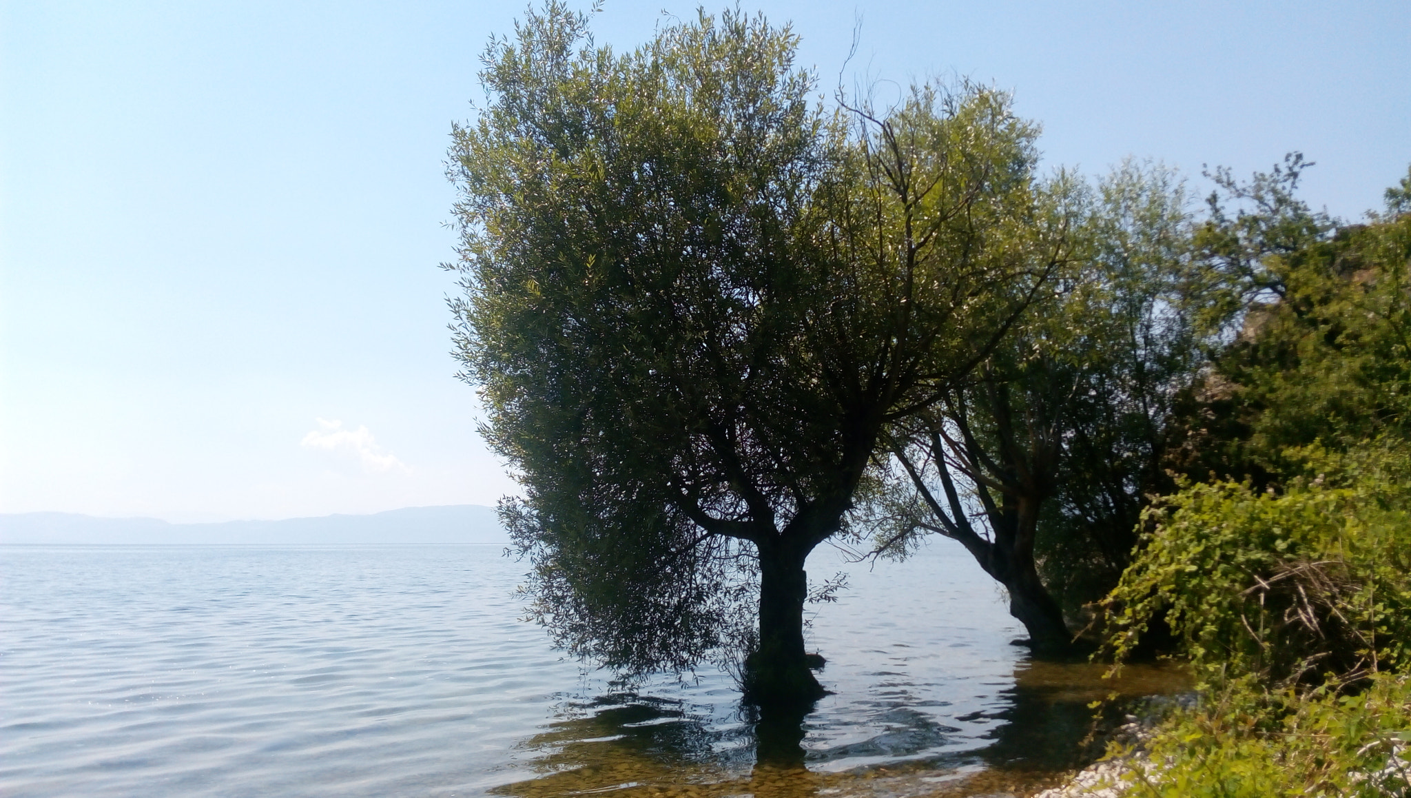 Lenovo P70-A sample photo. Trees standing in ohrid lake photography