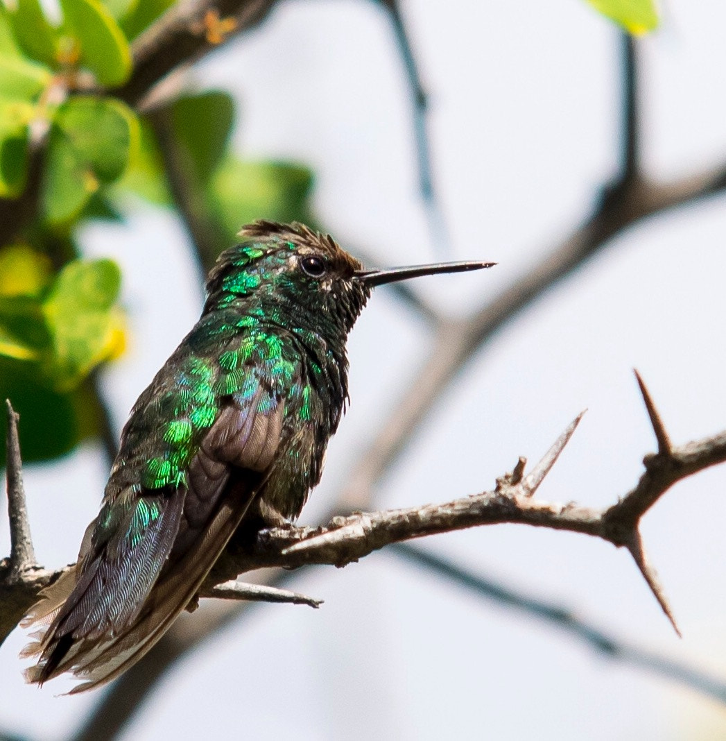 Sigma 70-200mm F2.8 EX DG Macro HSM II sample photo. Even humminbirds have to rs photography