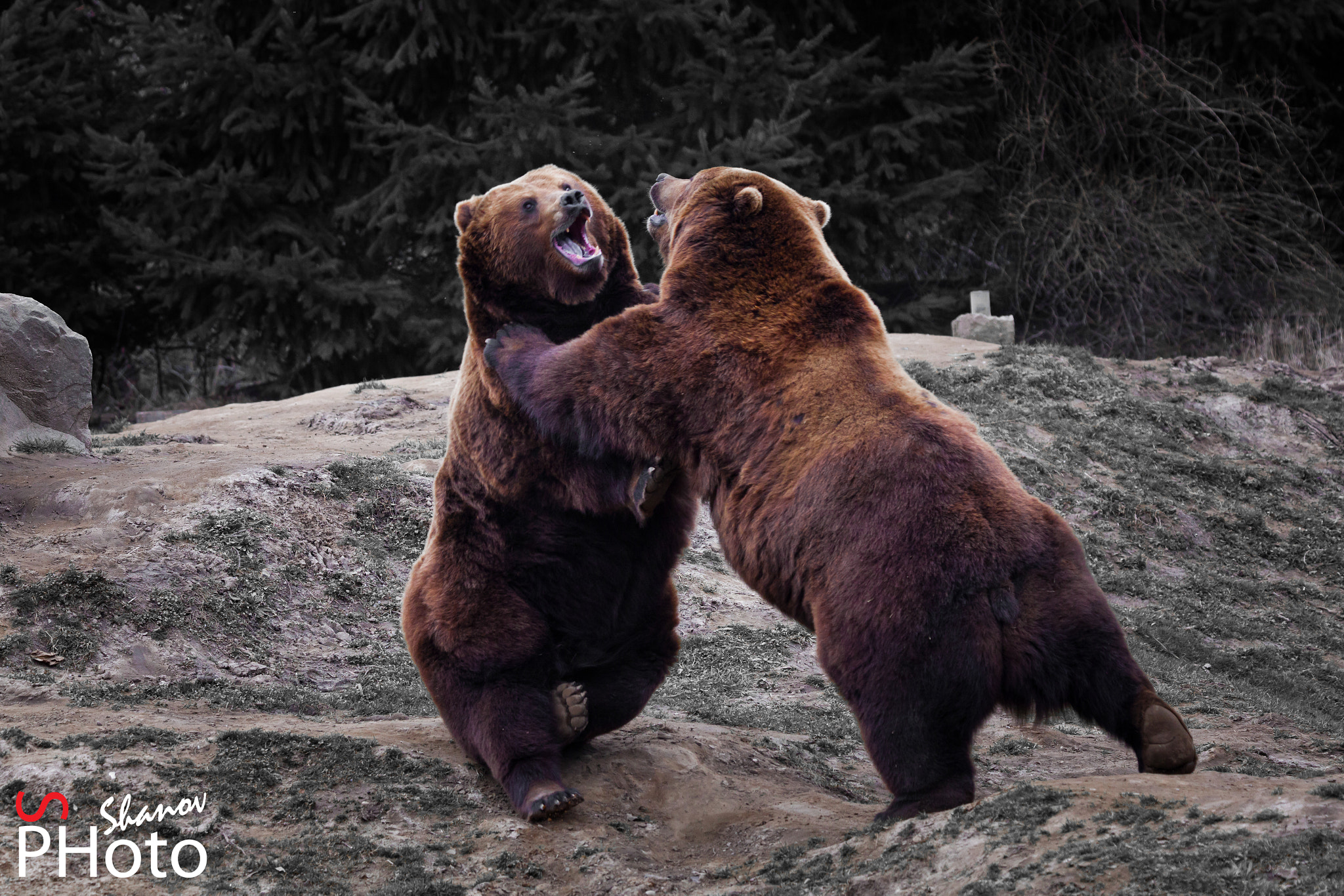 Tamron SP 150-600mm F5-6.3 Di VC USD sample photo. Bears fight photography